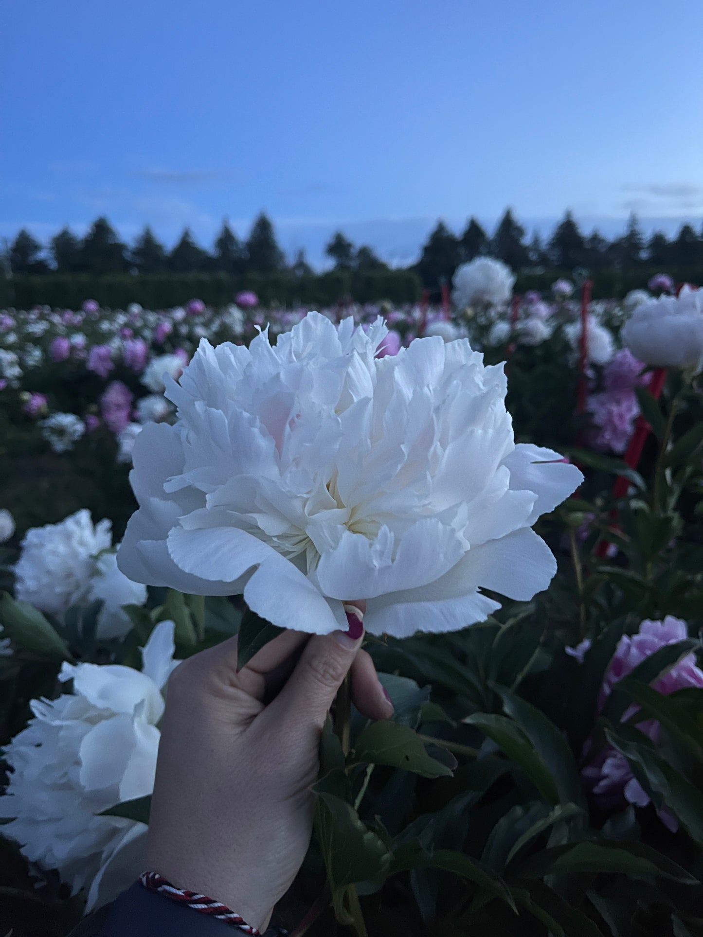 Peony Tubers