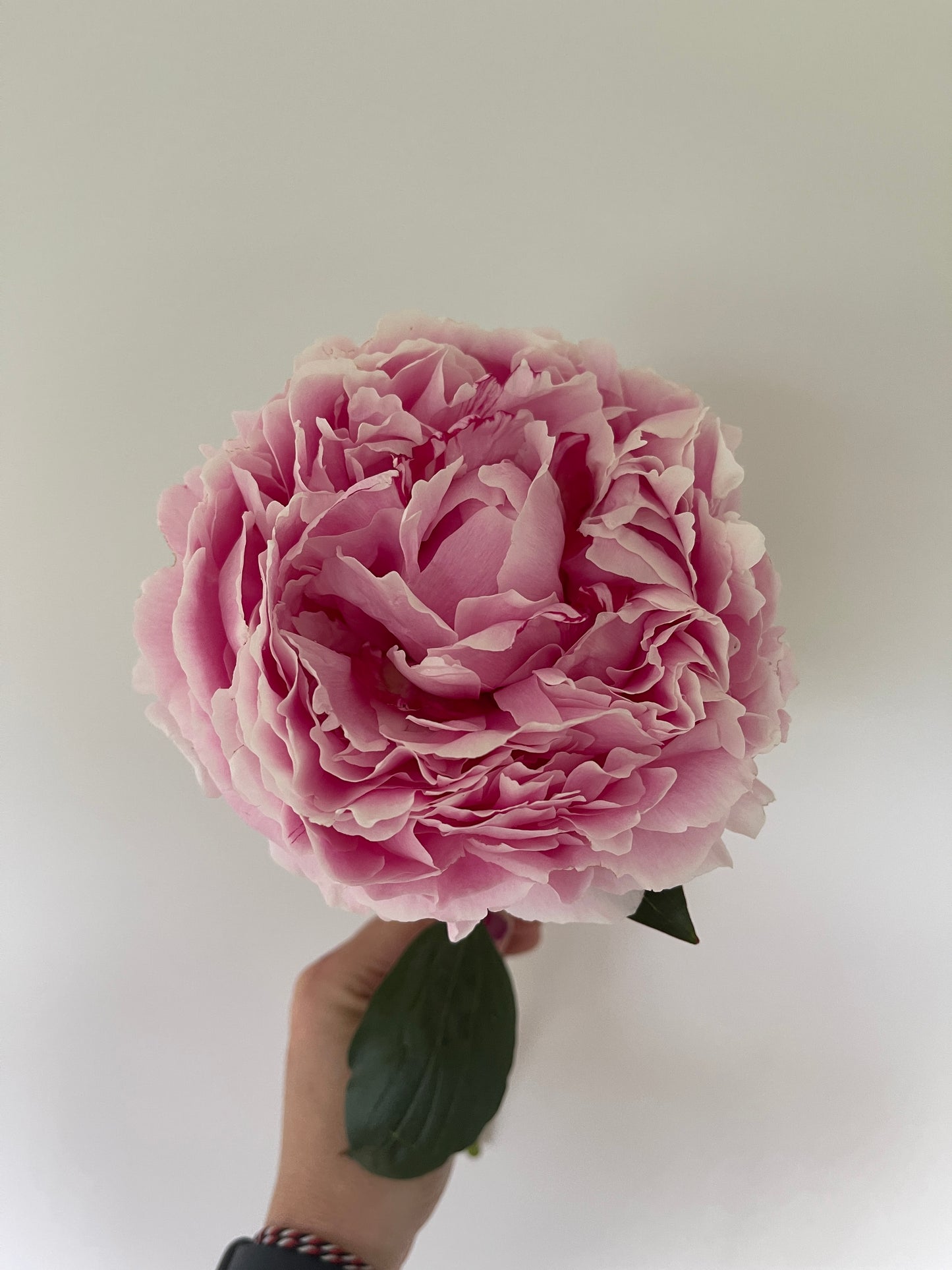 Peony Tubers