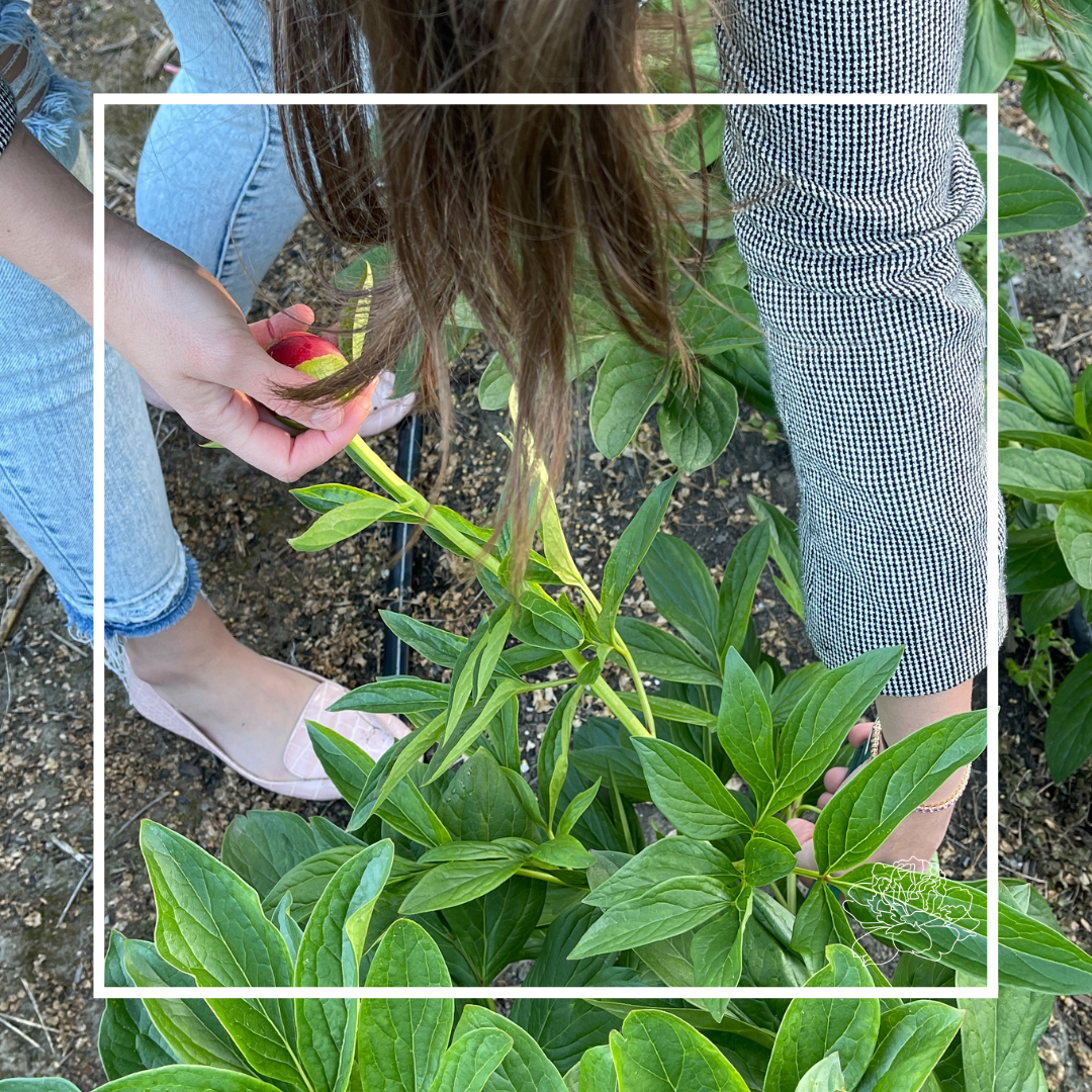 Pick Your Own Peonies