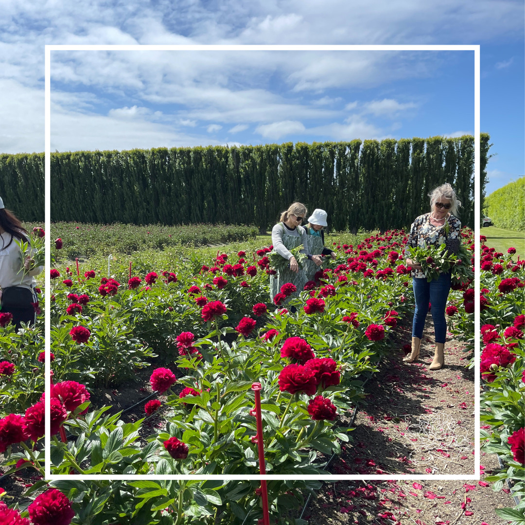 Pick Your Own Peonies
