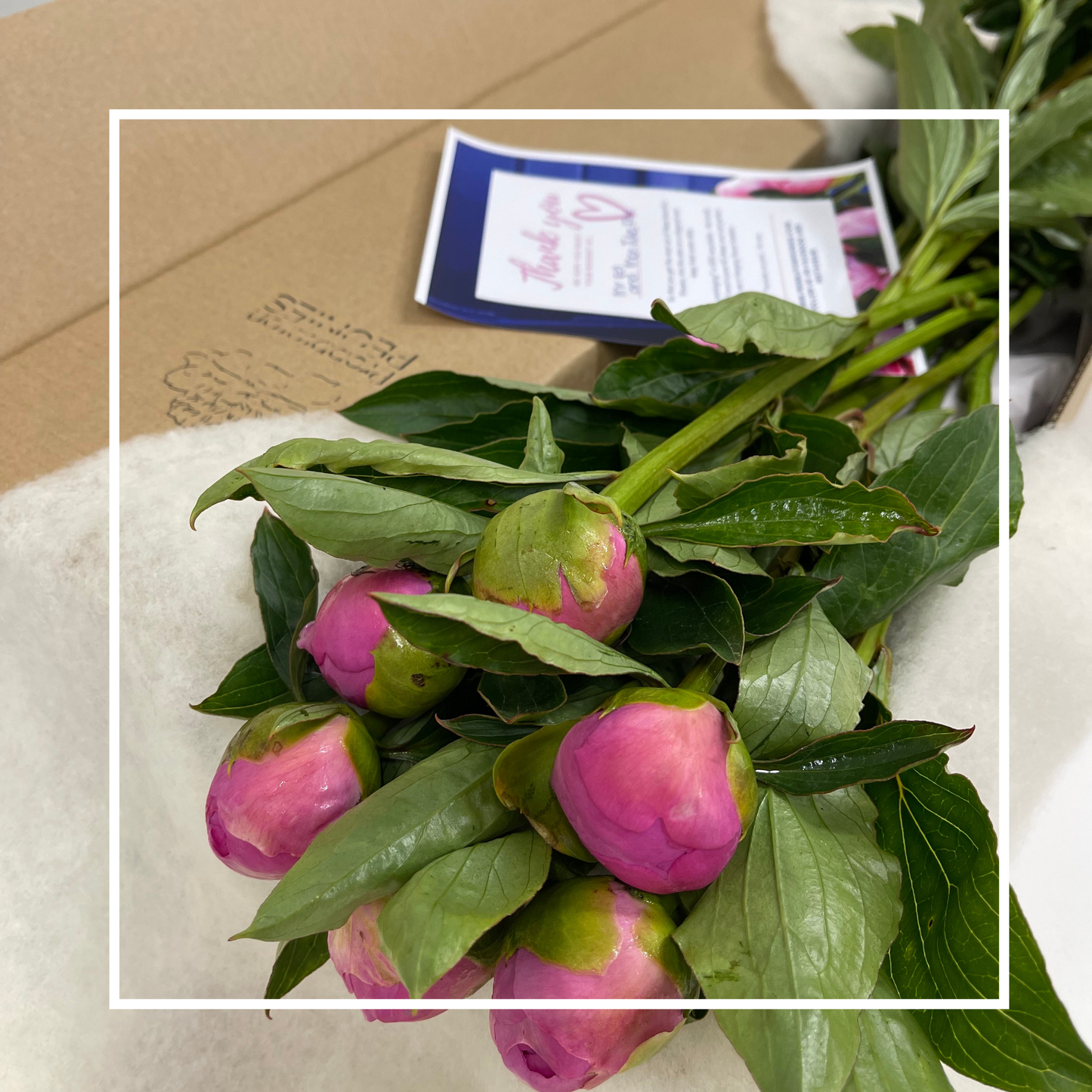 Pick Your Own Peonies