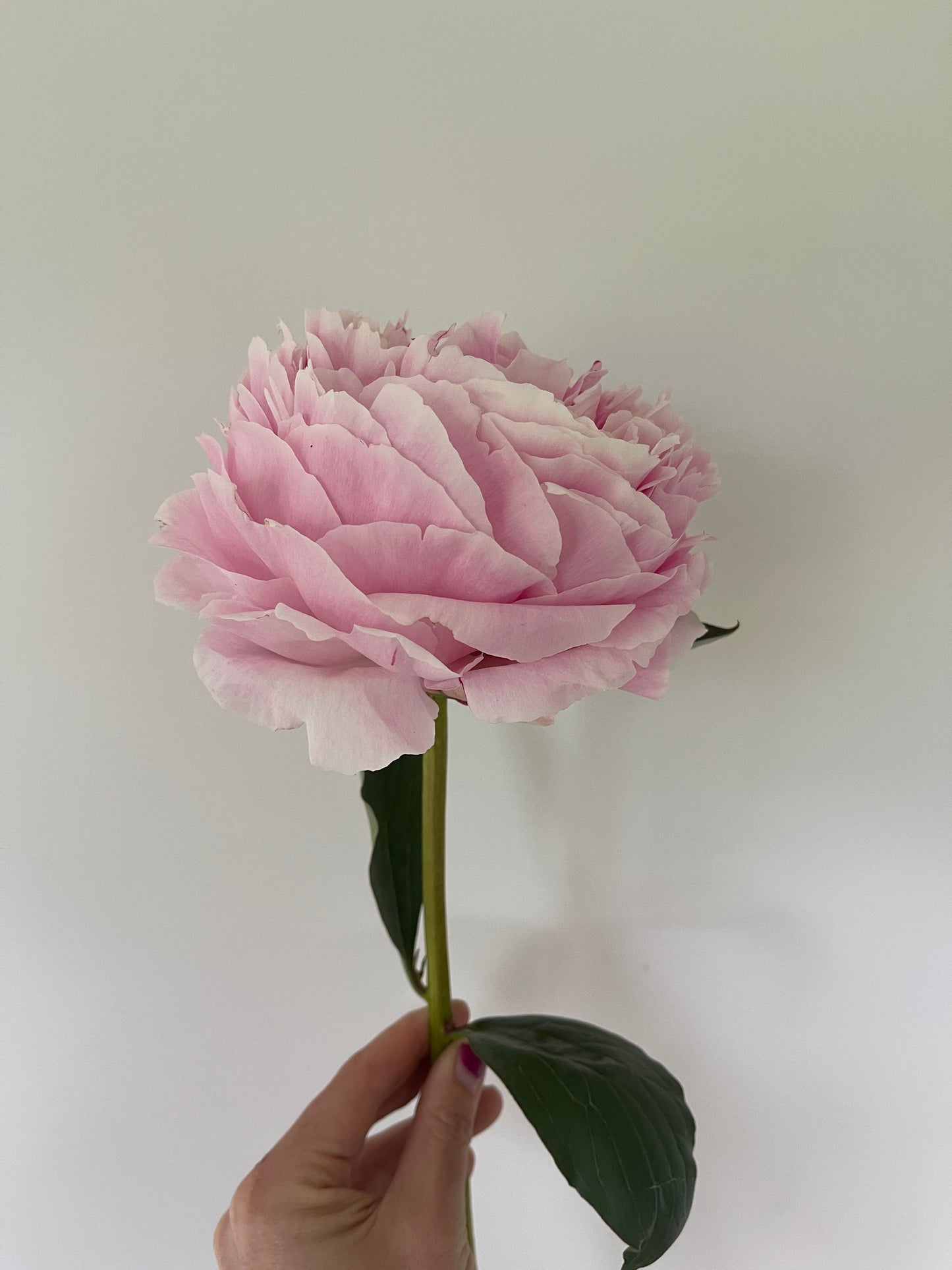 Peony Tubers