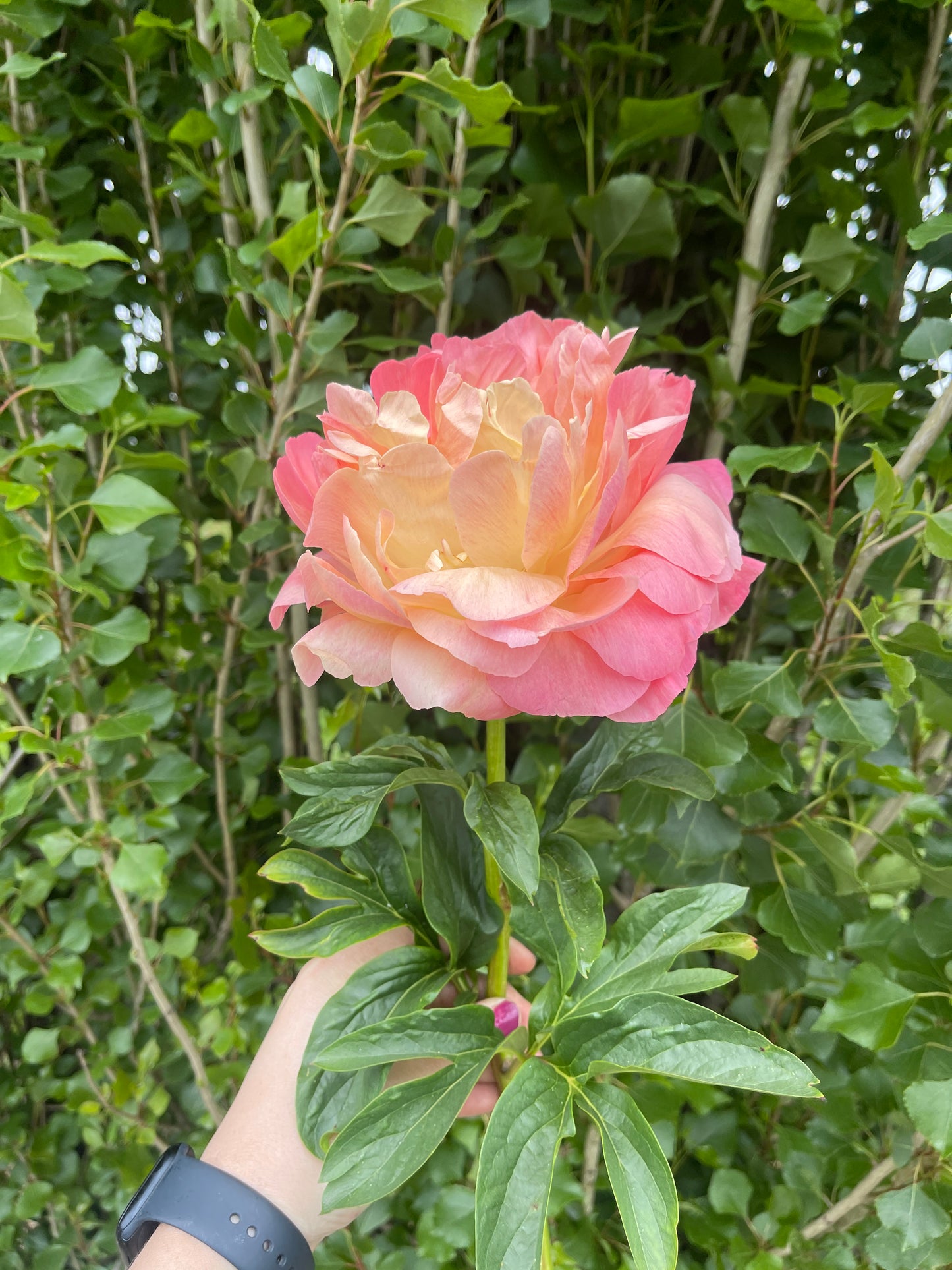 Peony Tubers