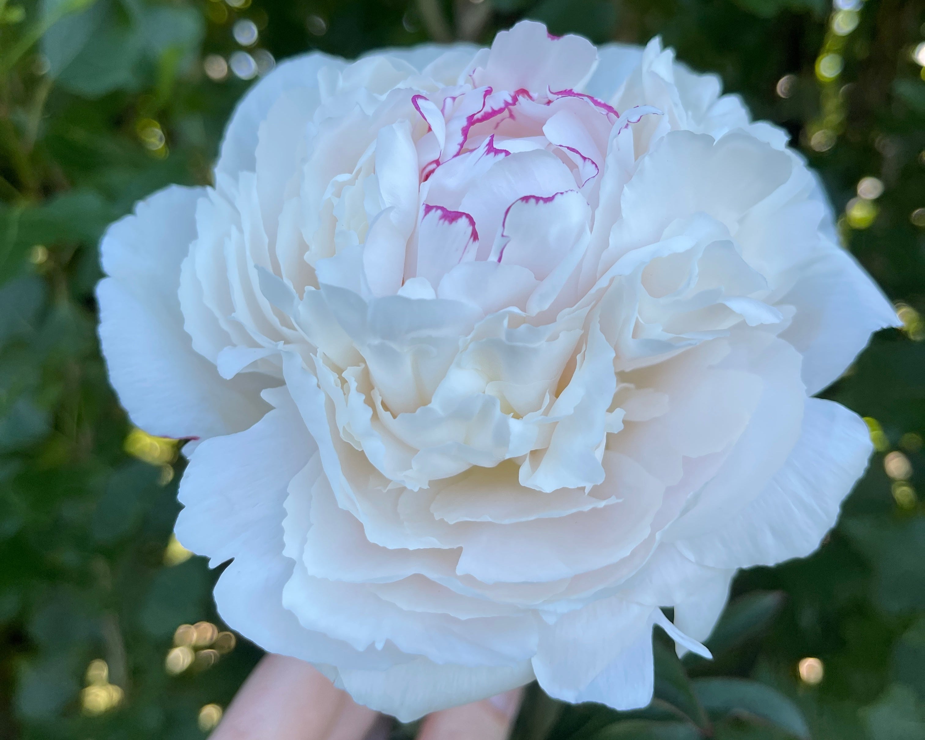 White peony flower held by a hand against a green leafy background