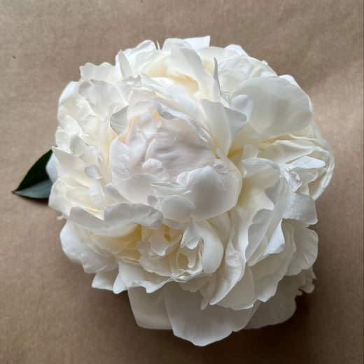 Bridal Shower