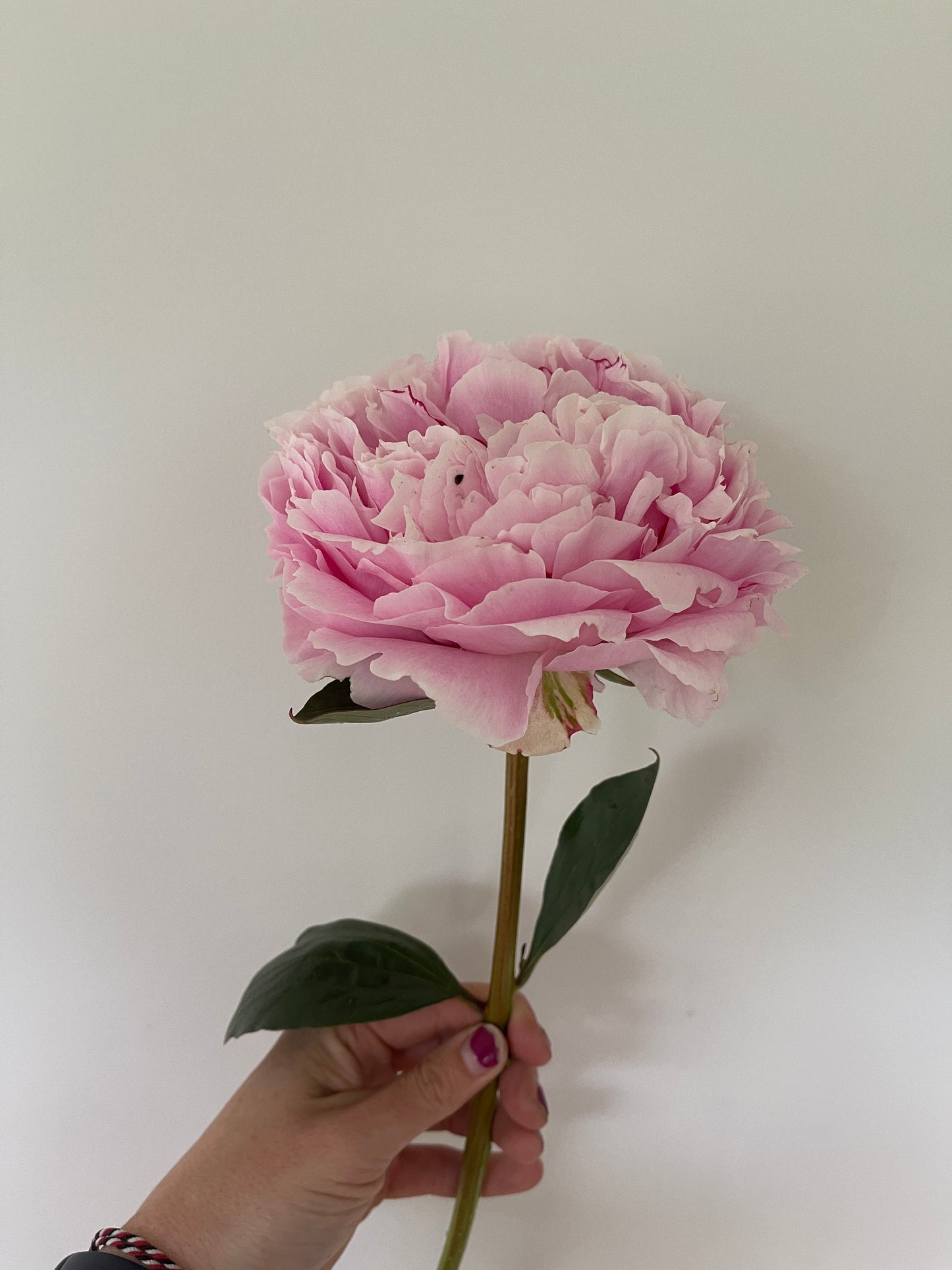 Peony Tubers