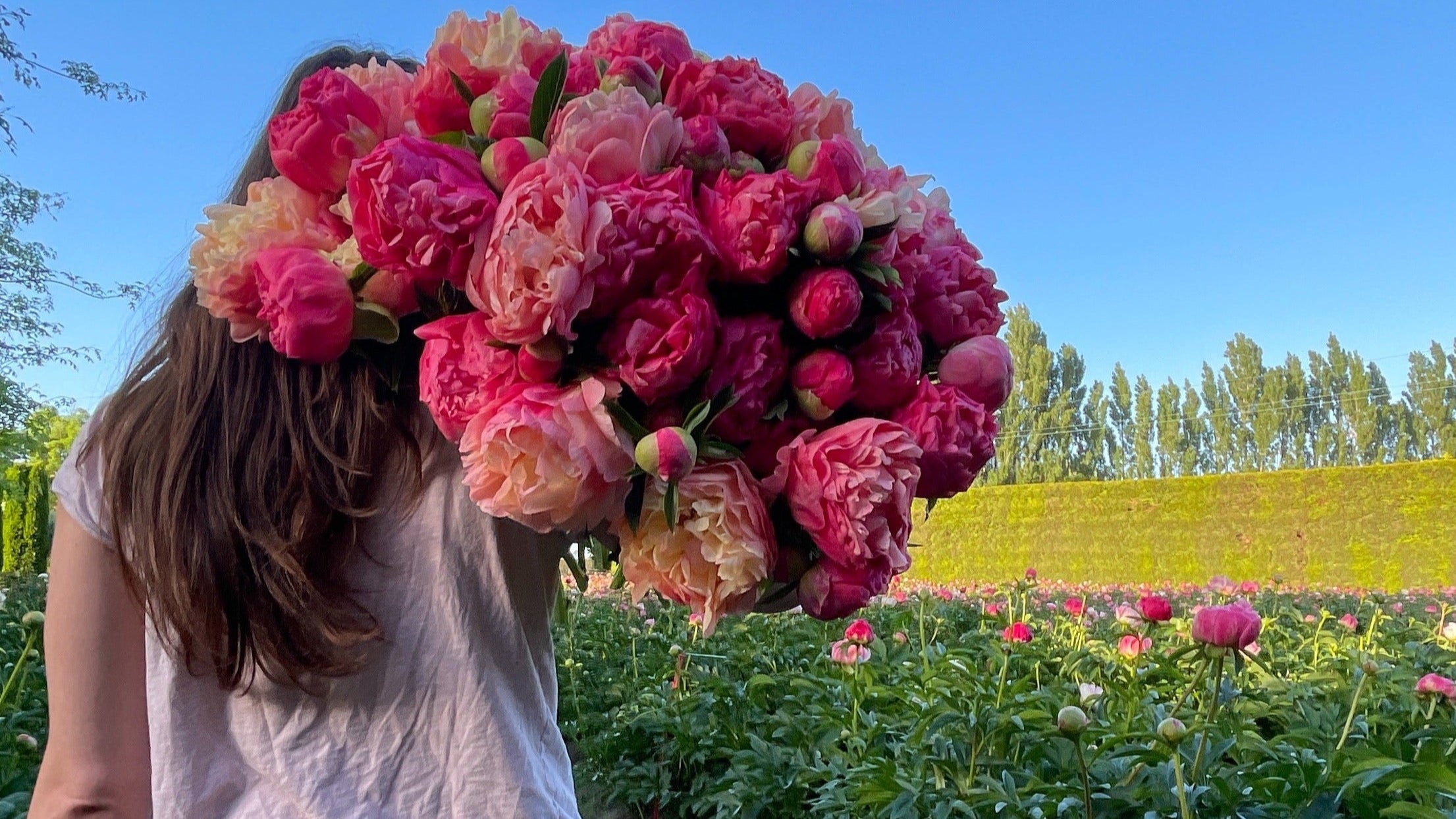 A person holding a bunch of pink peony flowers in a field with more peony flowers in the background.