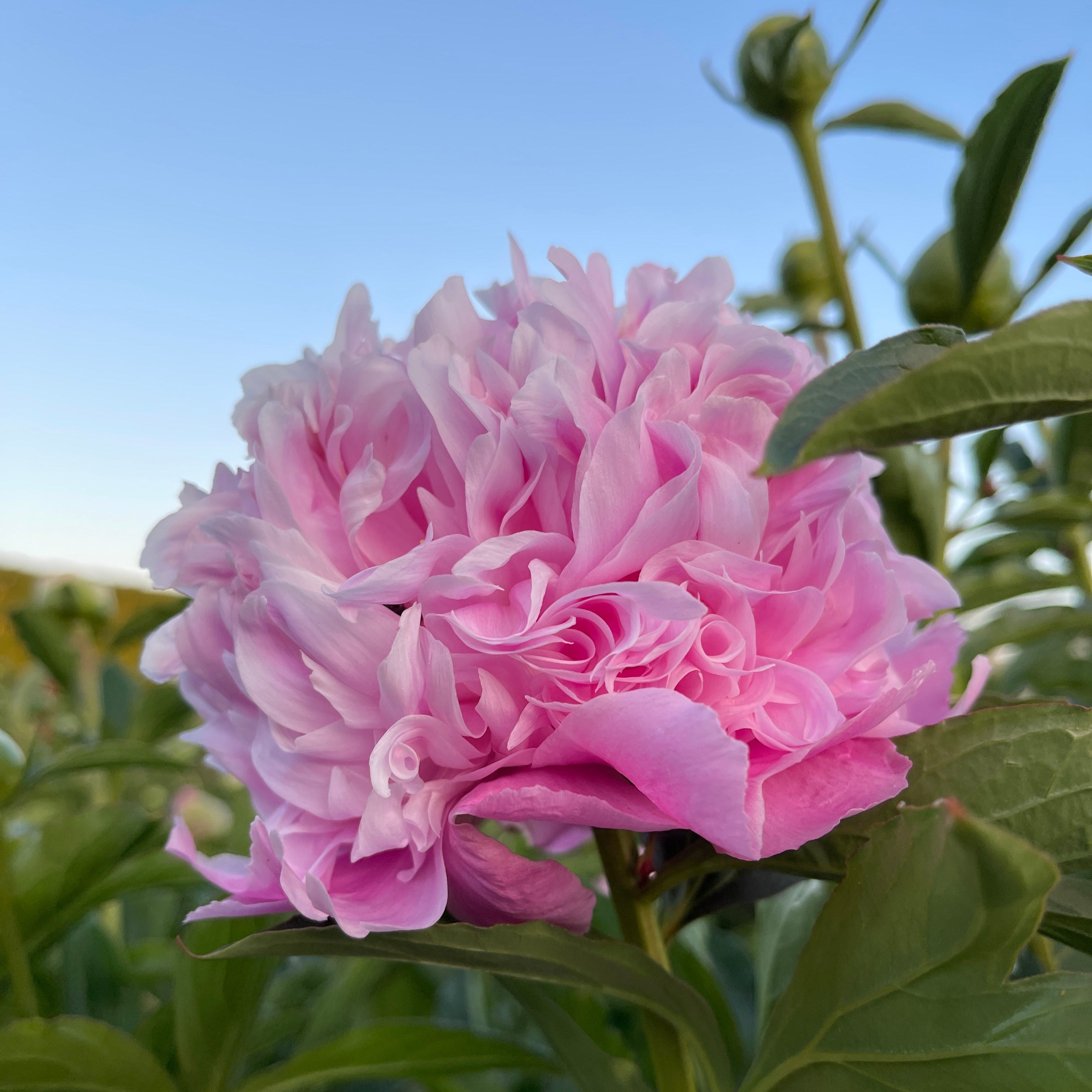 Close-up of a pink Mon Jules Elie Peony with green leaves against a blue sky.