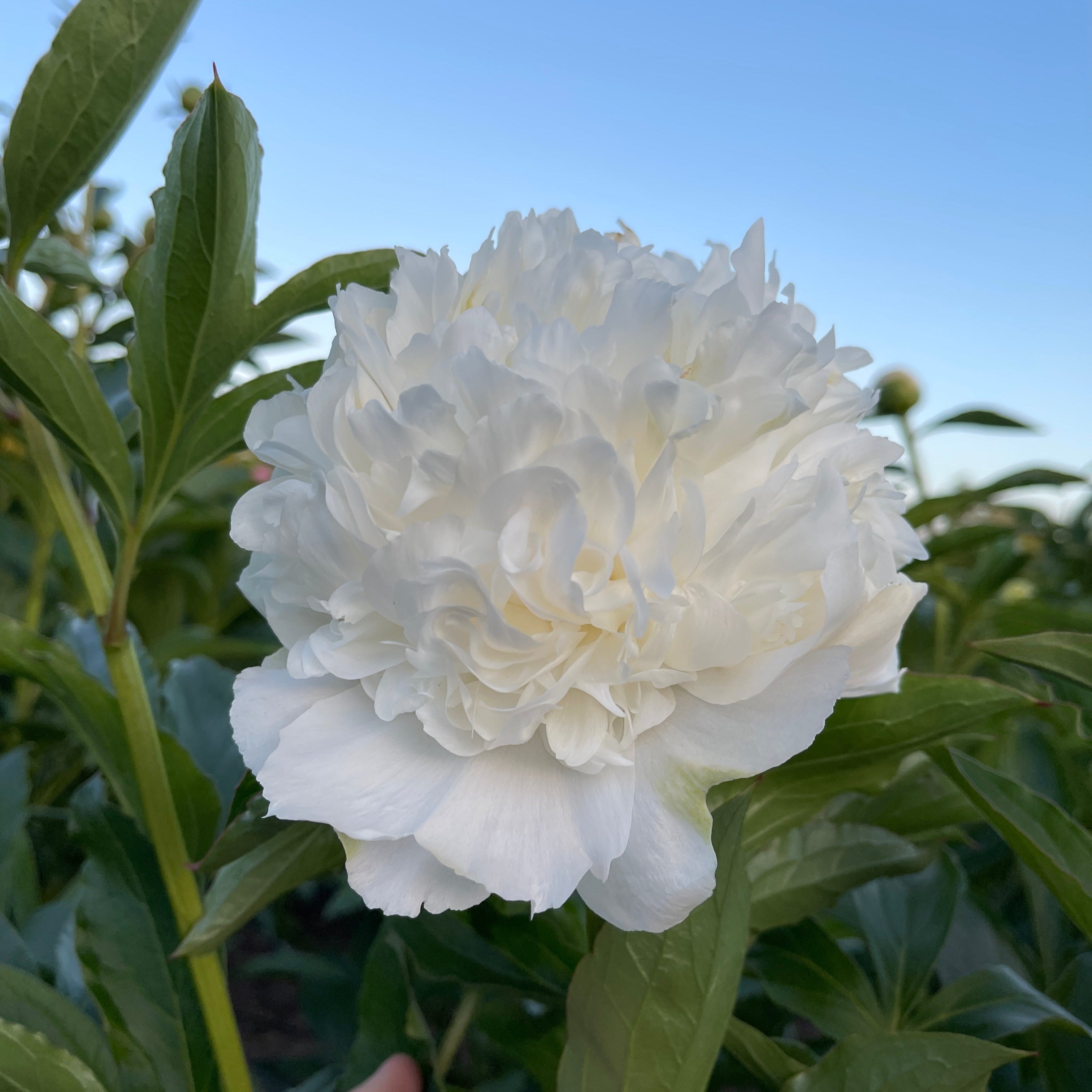 White Mr. Ed Peony with green leaves against a clear blue sky