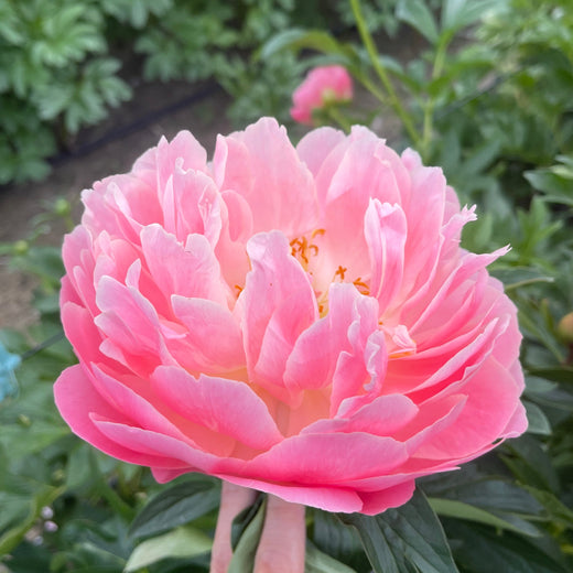 Pink Hawaiian Coral