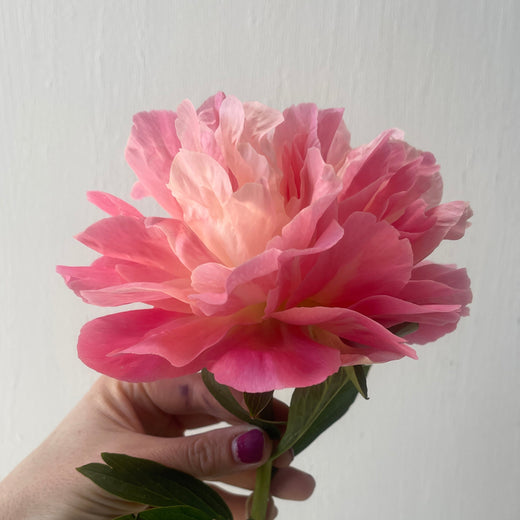 Coral Charm