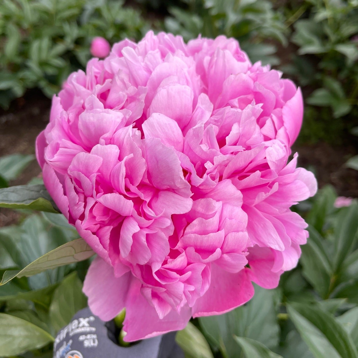 "Fill Ya Bucket" Day Events