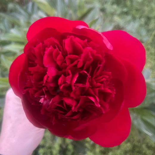 Red Charm