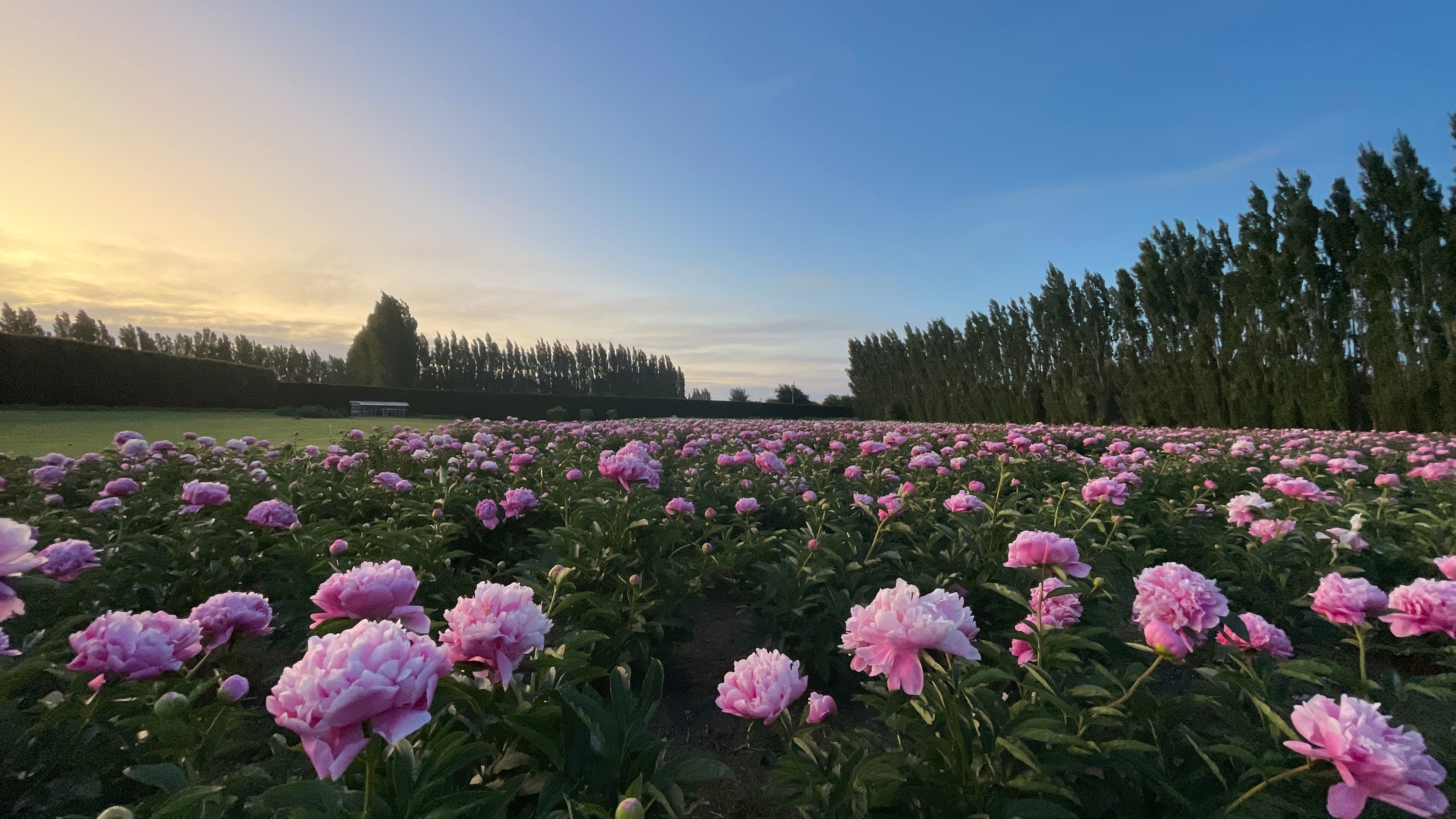 Planting Peony Tubers: A Guide to Beautiful Blooms