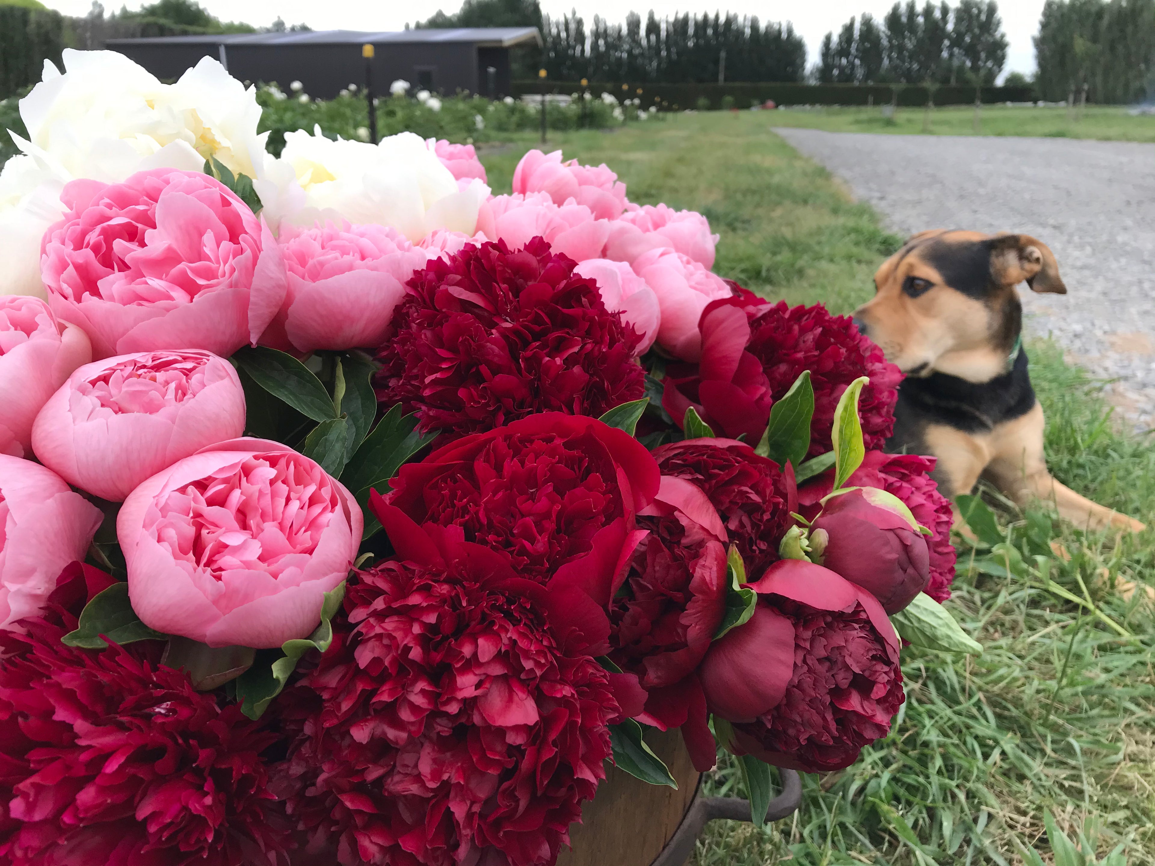 How To Keep Peonies Fresh