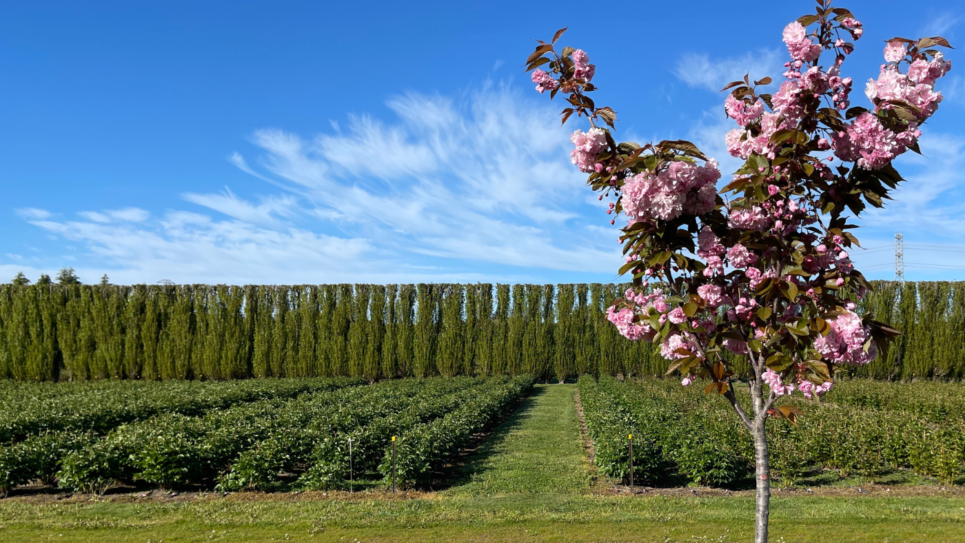 Healthy Soil: The Foundation for Successful Peonies!