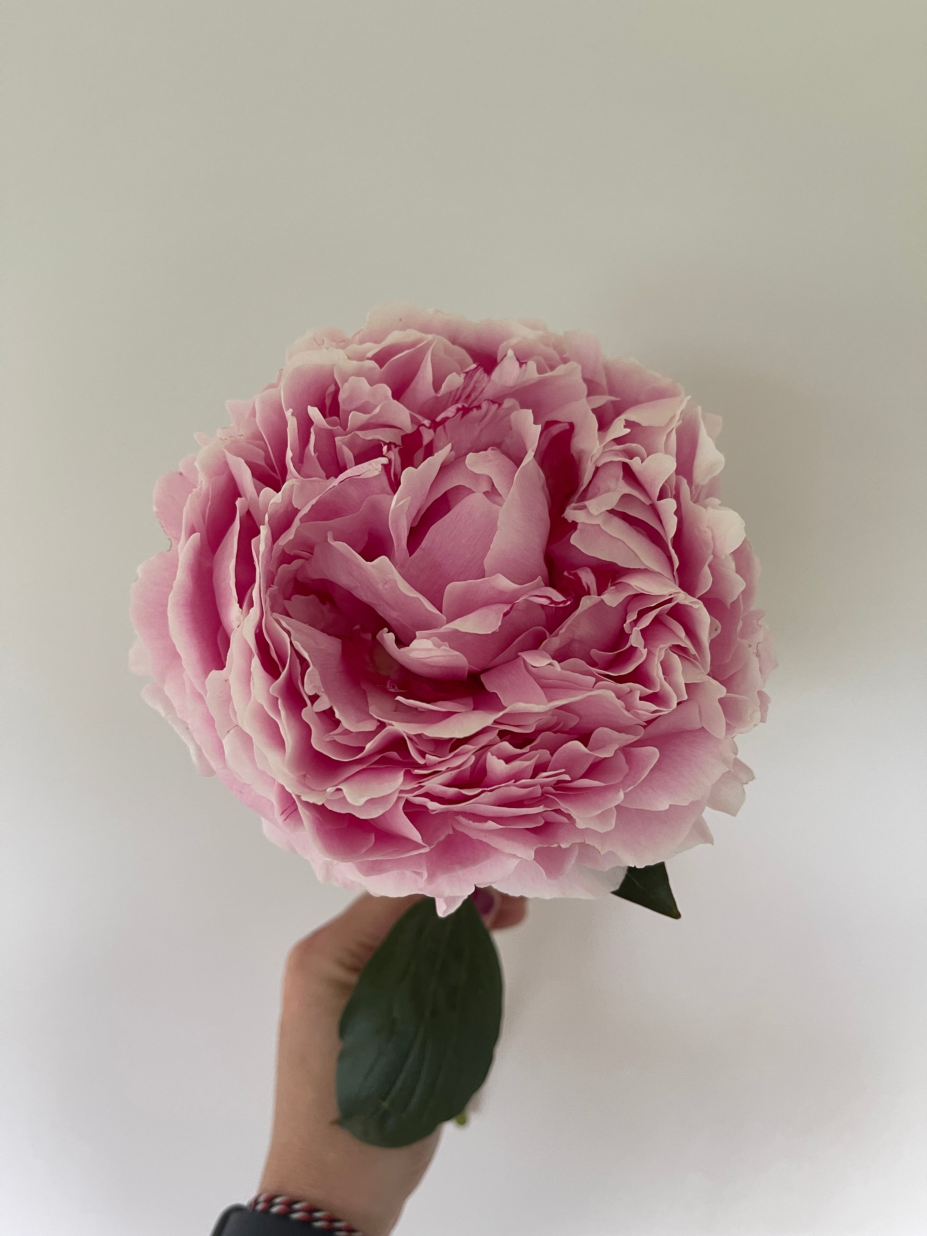 Peony Tubers
