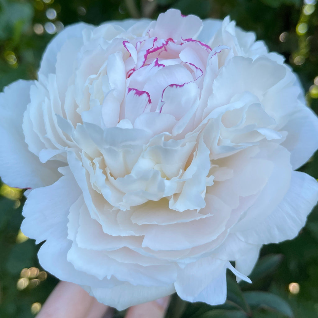 White Avalanche peony flower held by a hand against a green leafy background