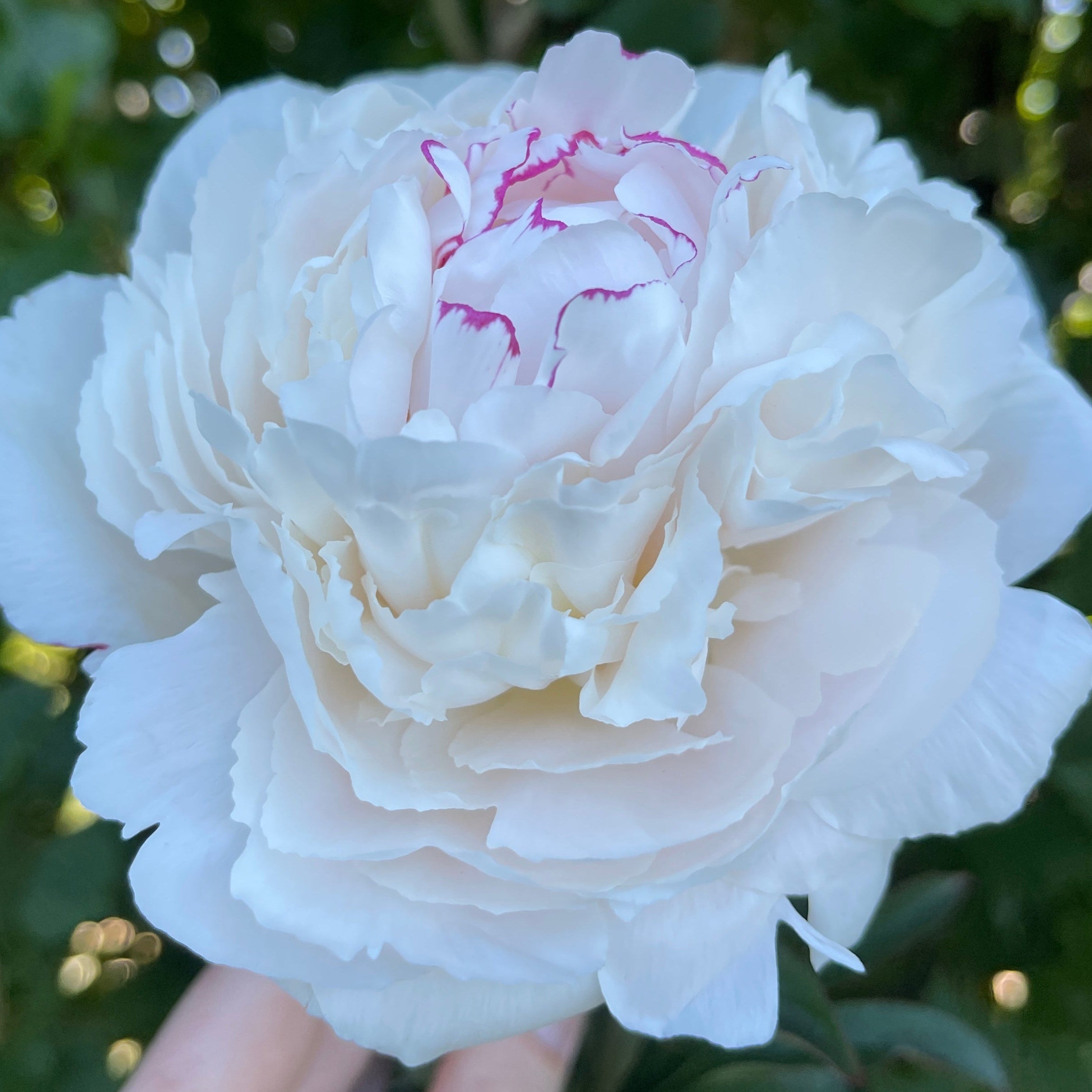 White Avalanche peony flower held by a hand against a green leafy background