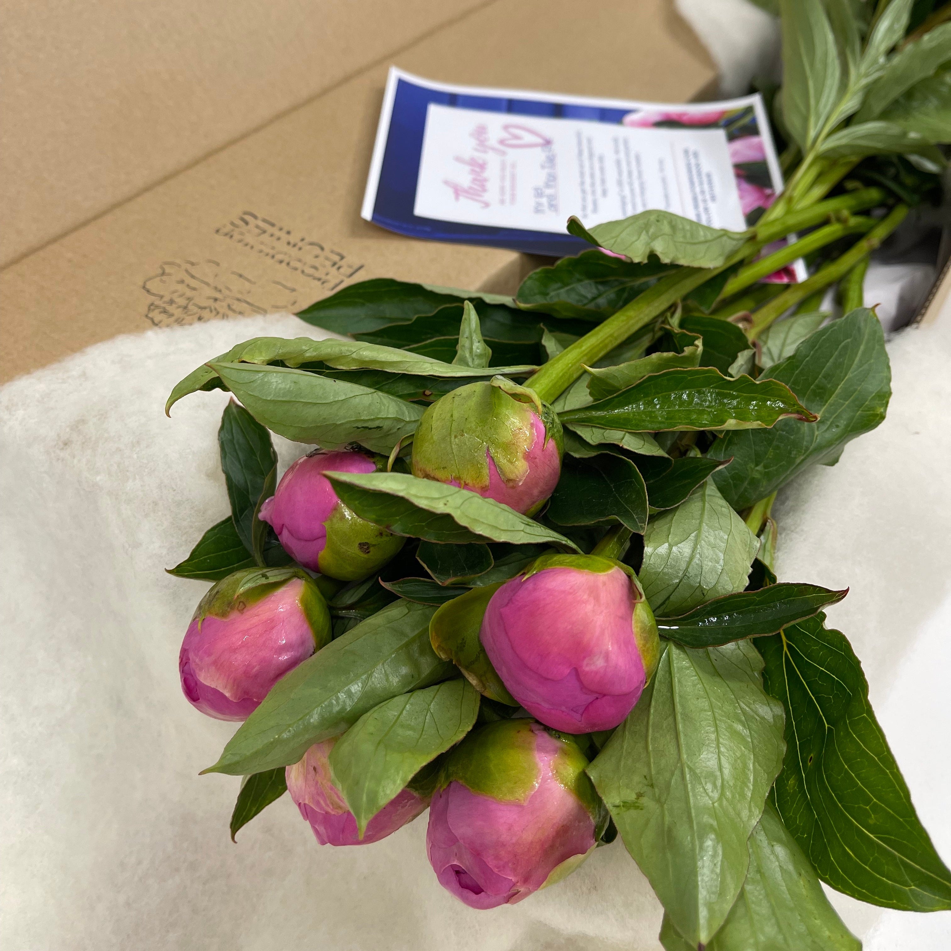 Valentine's Day Peonies - NZ Delivery