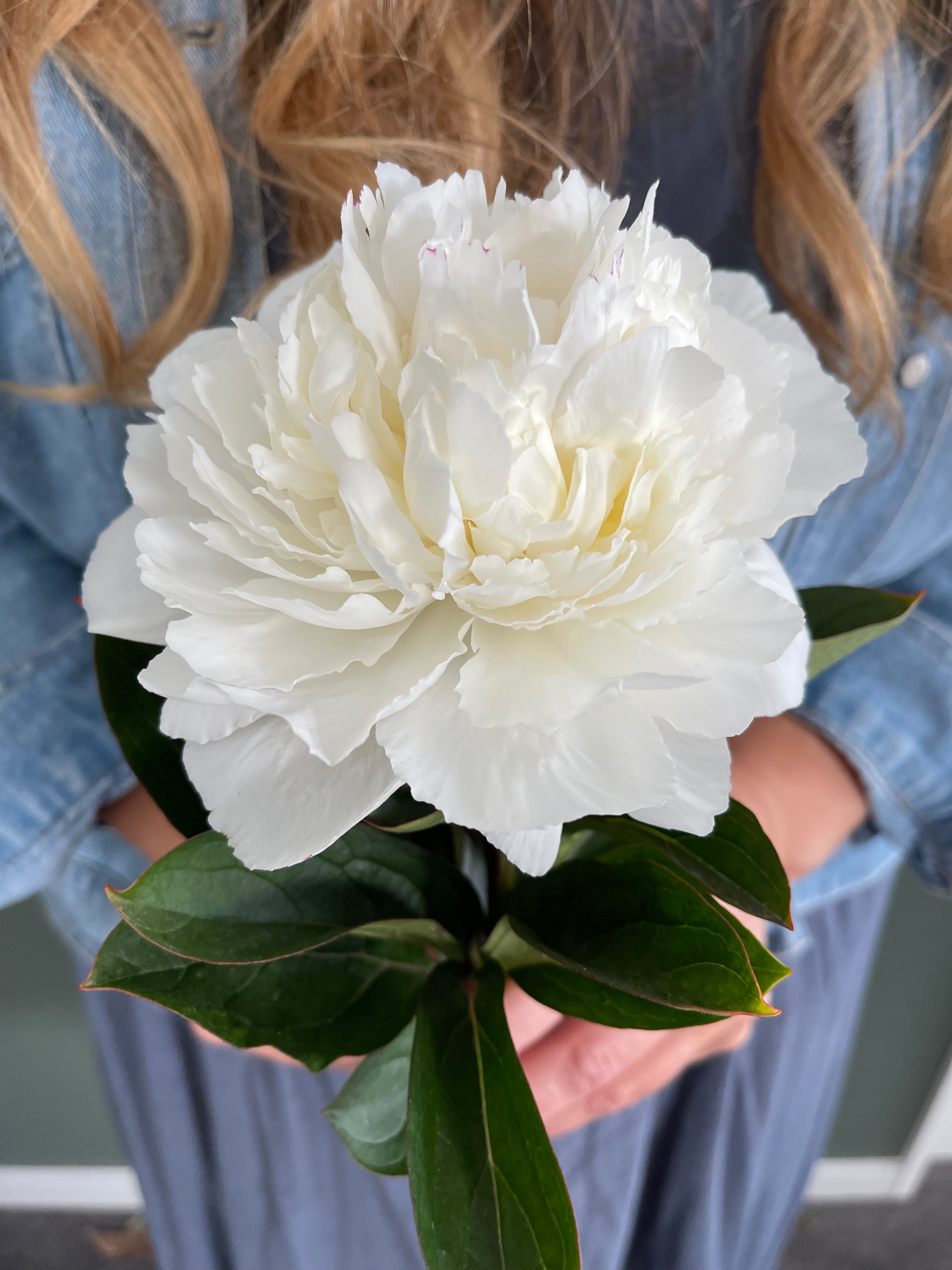 Peony Tubers