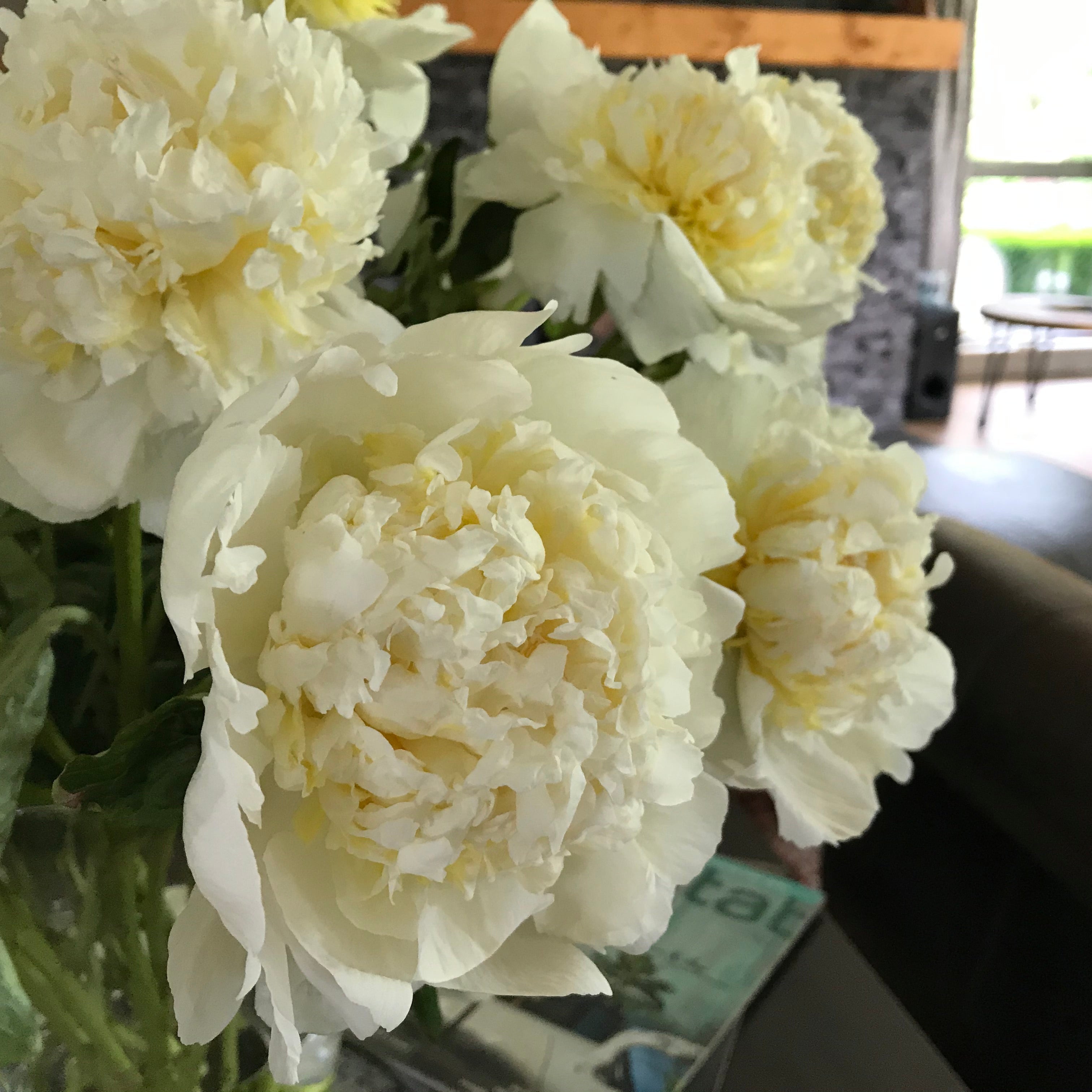Bouquet of white Bridal Icing Peony in a room with furniture and decor.
