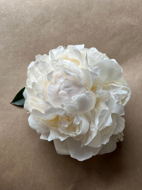 Bridal Shower