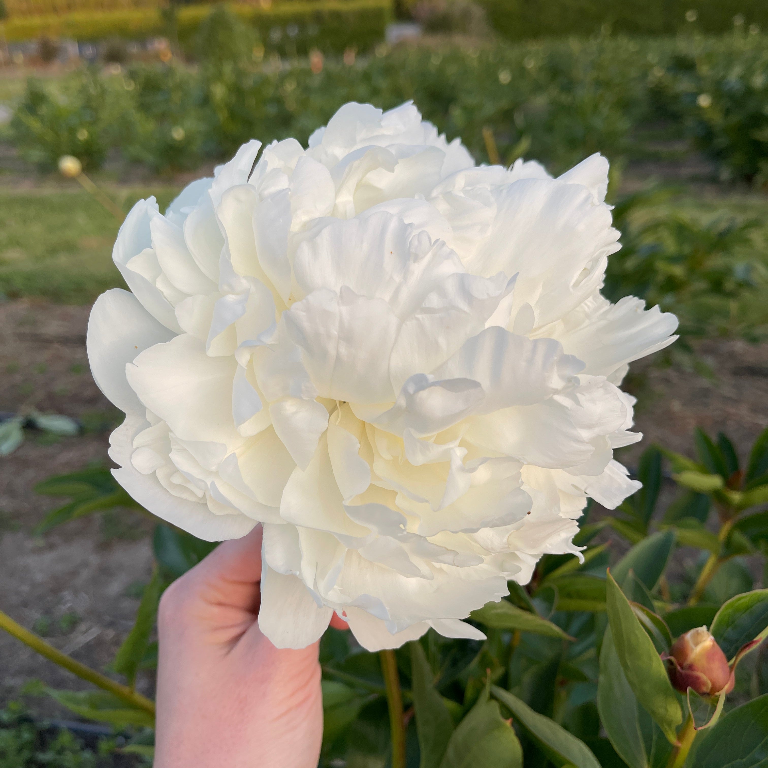 White Bridal Shower peony held by a hand with green foliage in the background