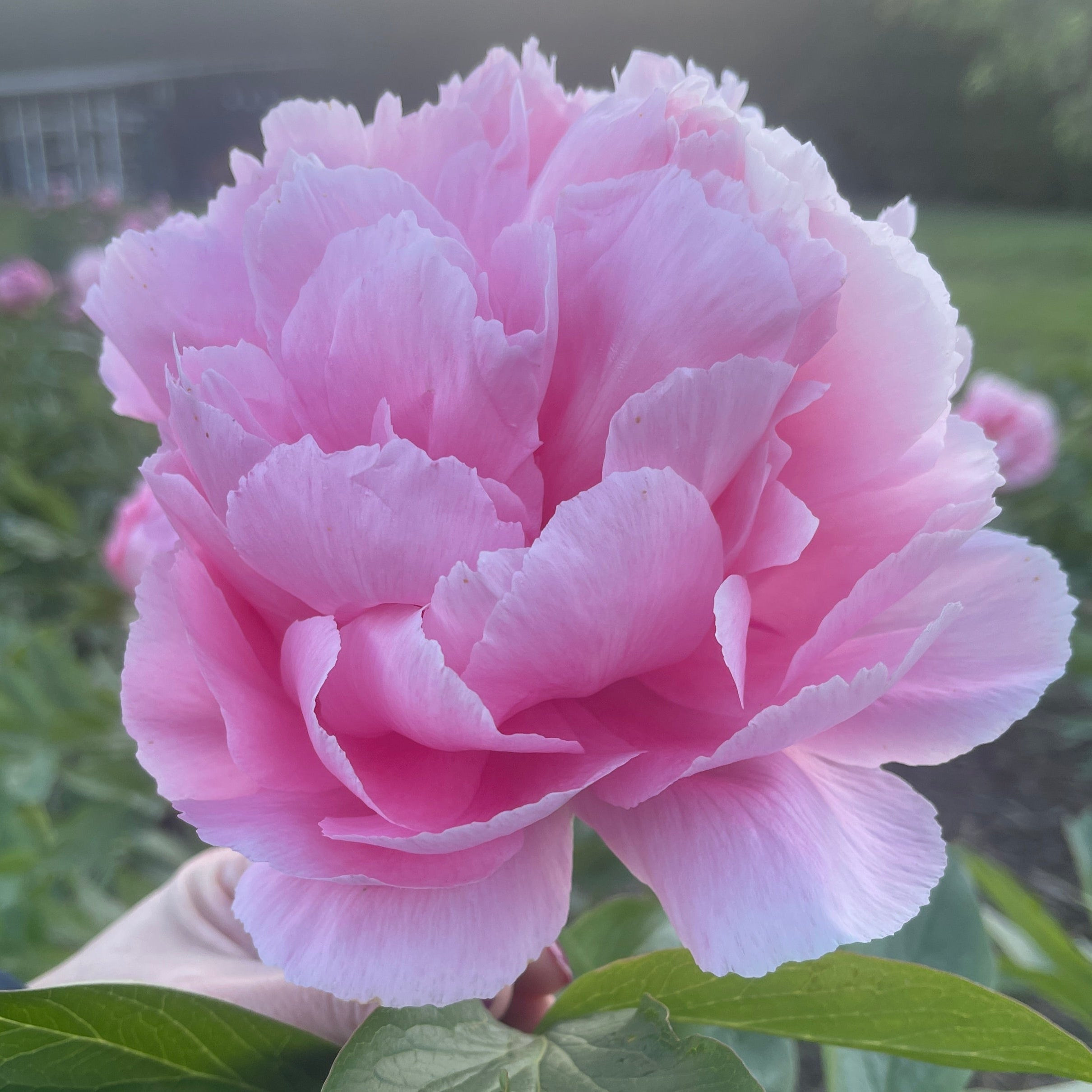 Close-up of a pink Bright & Beautiful Peony with green leaves in a blurred outdoor setting