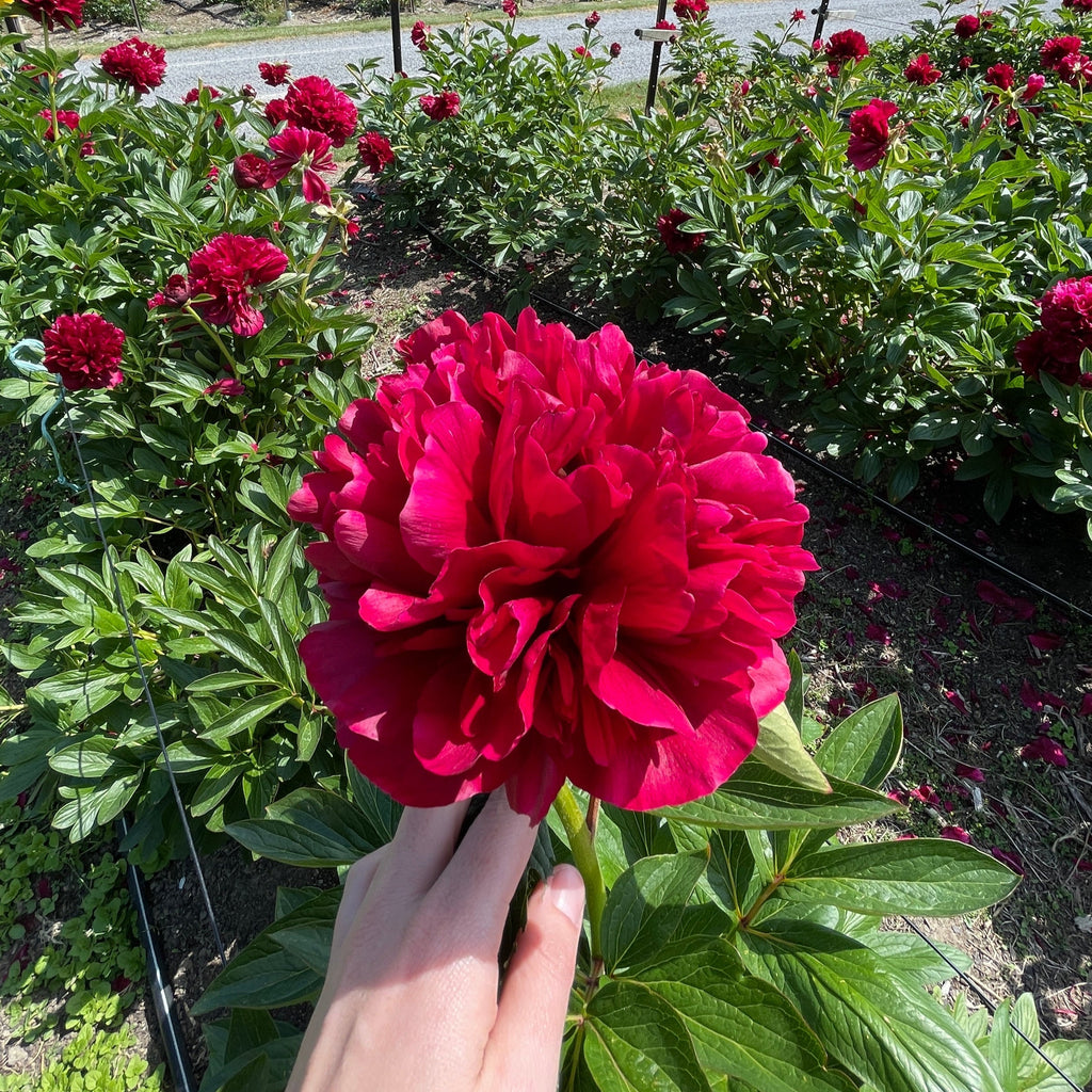 Hand holding a red Commando Peony with a garden and blue sky in the background