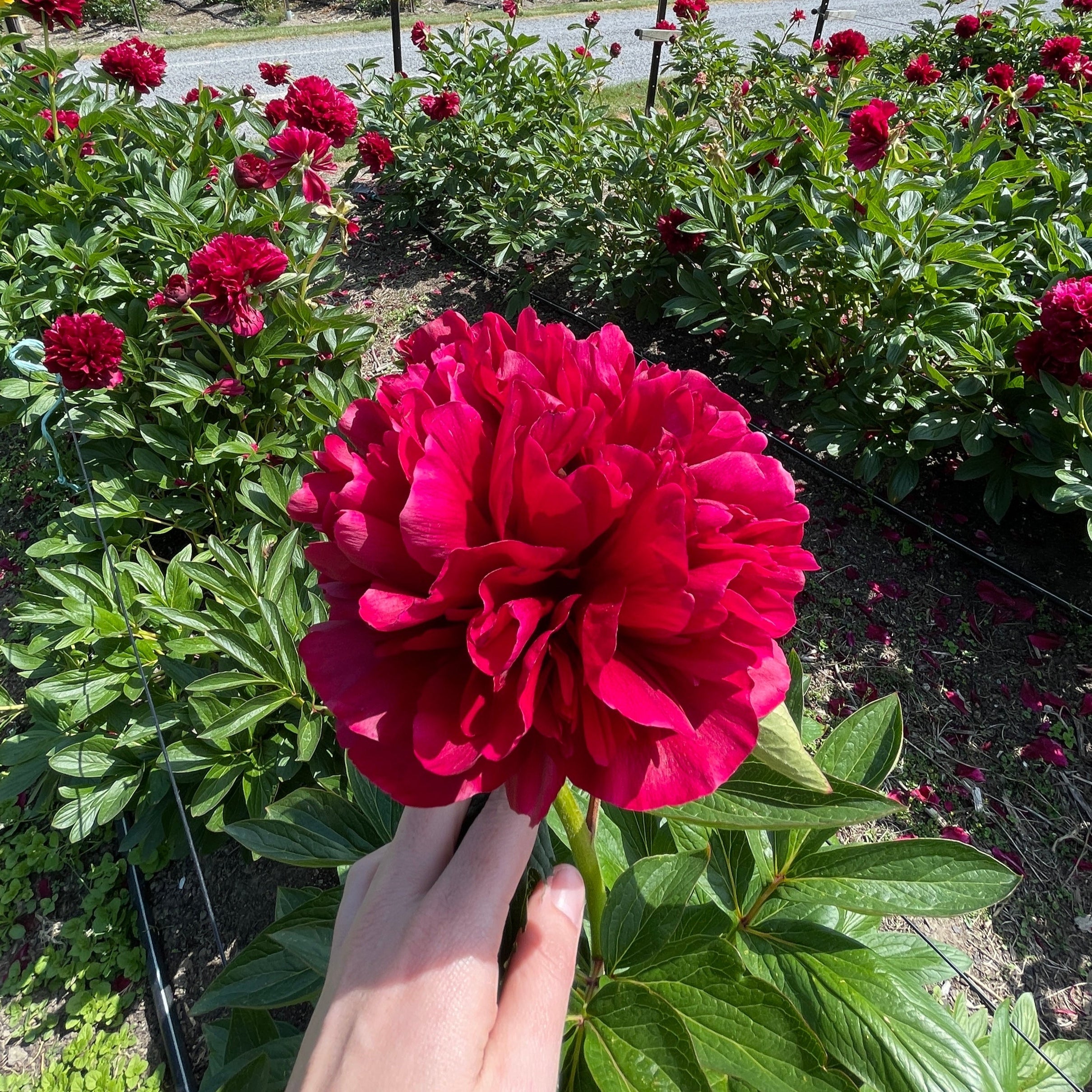 Hand holding a red Commando Peony with a garden and blue sky in the background