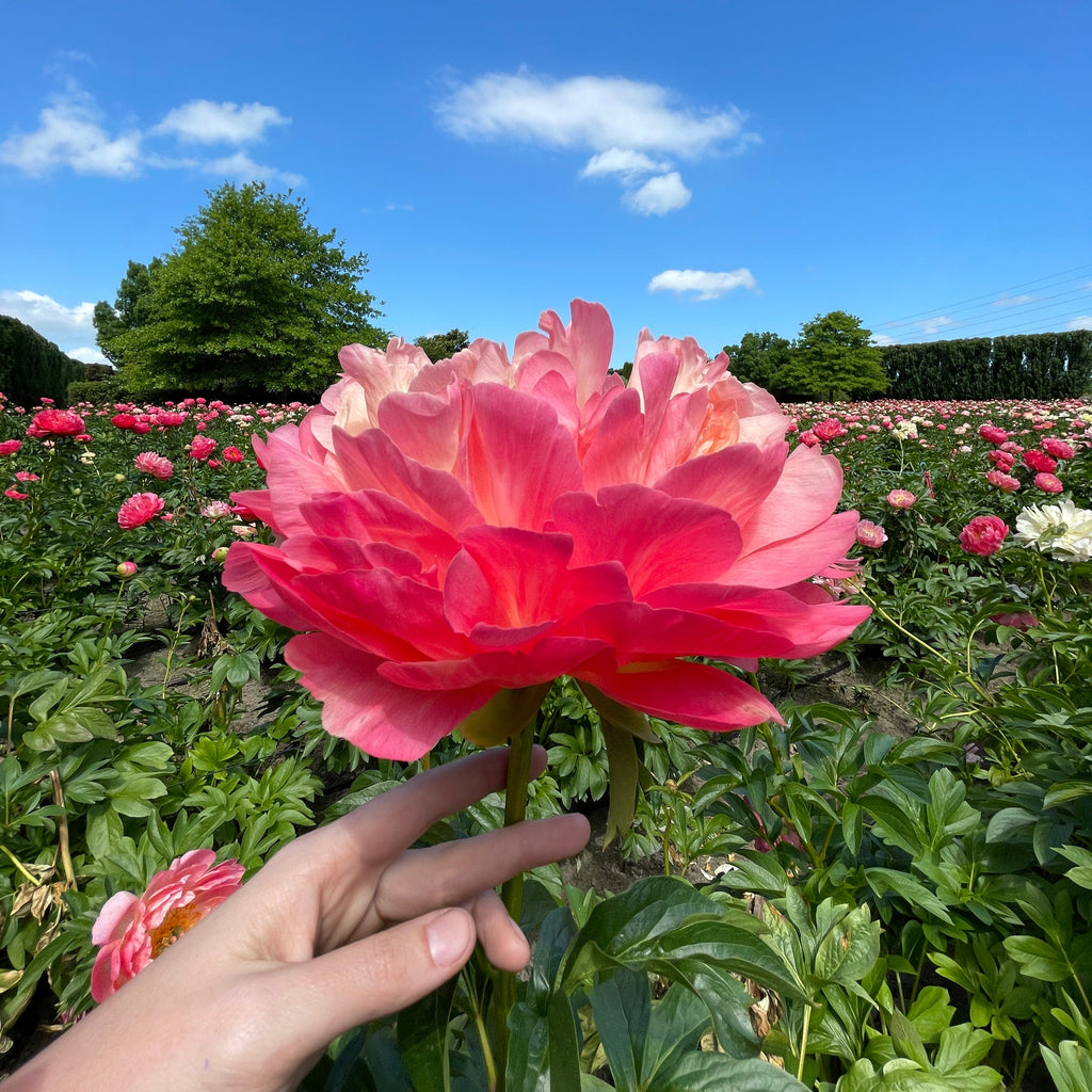 Hand holding a large Coral Charm with a clear blue sky and green trees in the background