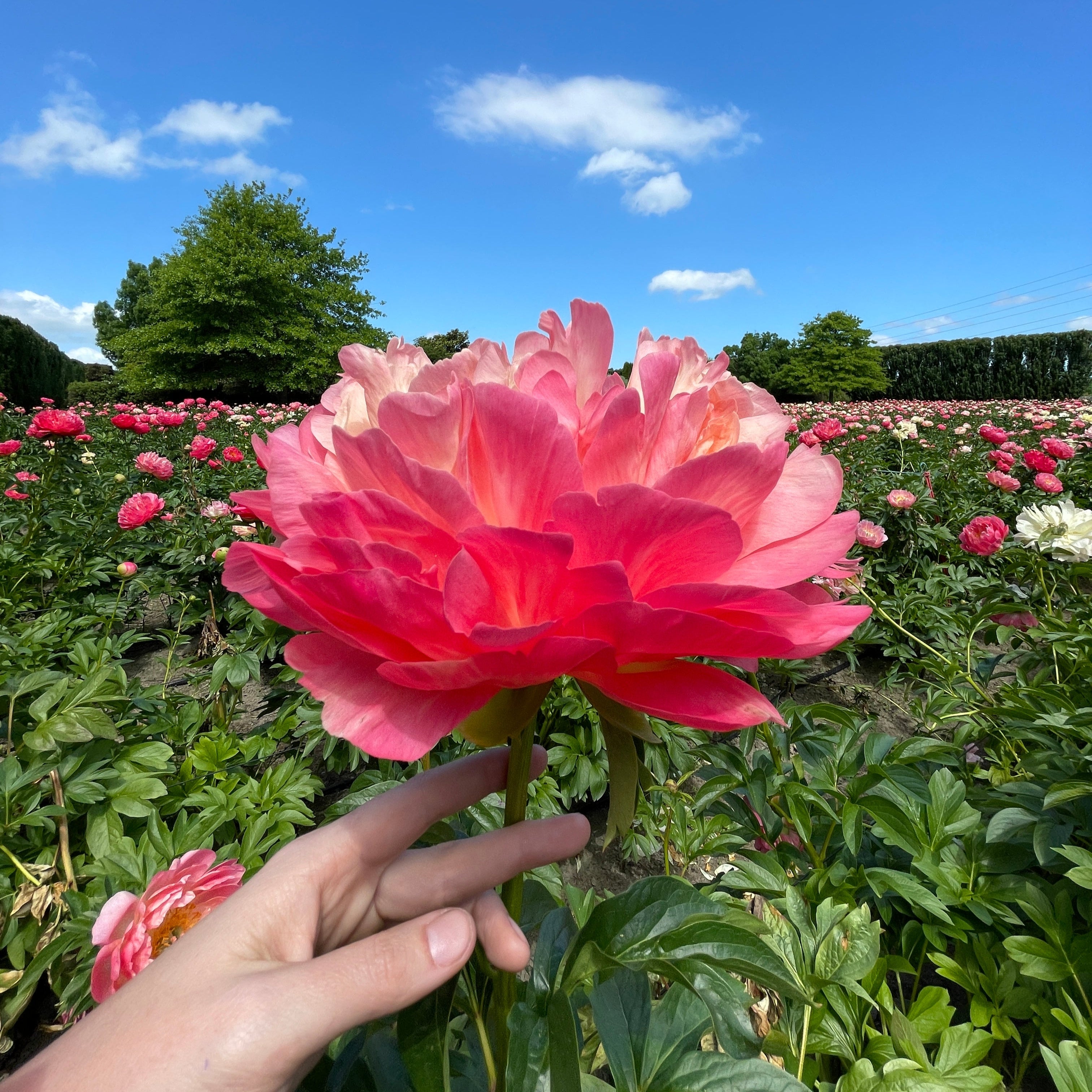 Hand holding a large Coral Charm with a clear blue sky and green trees in the background