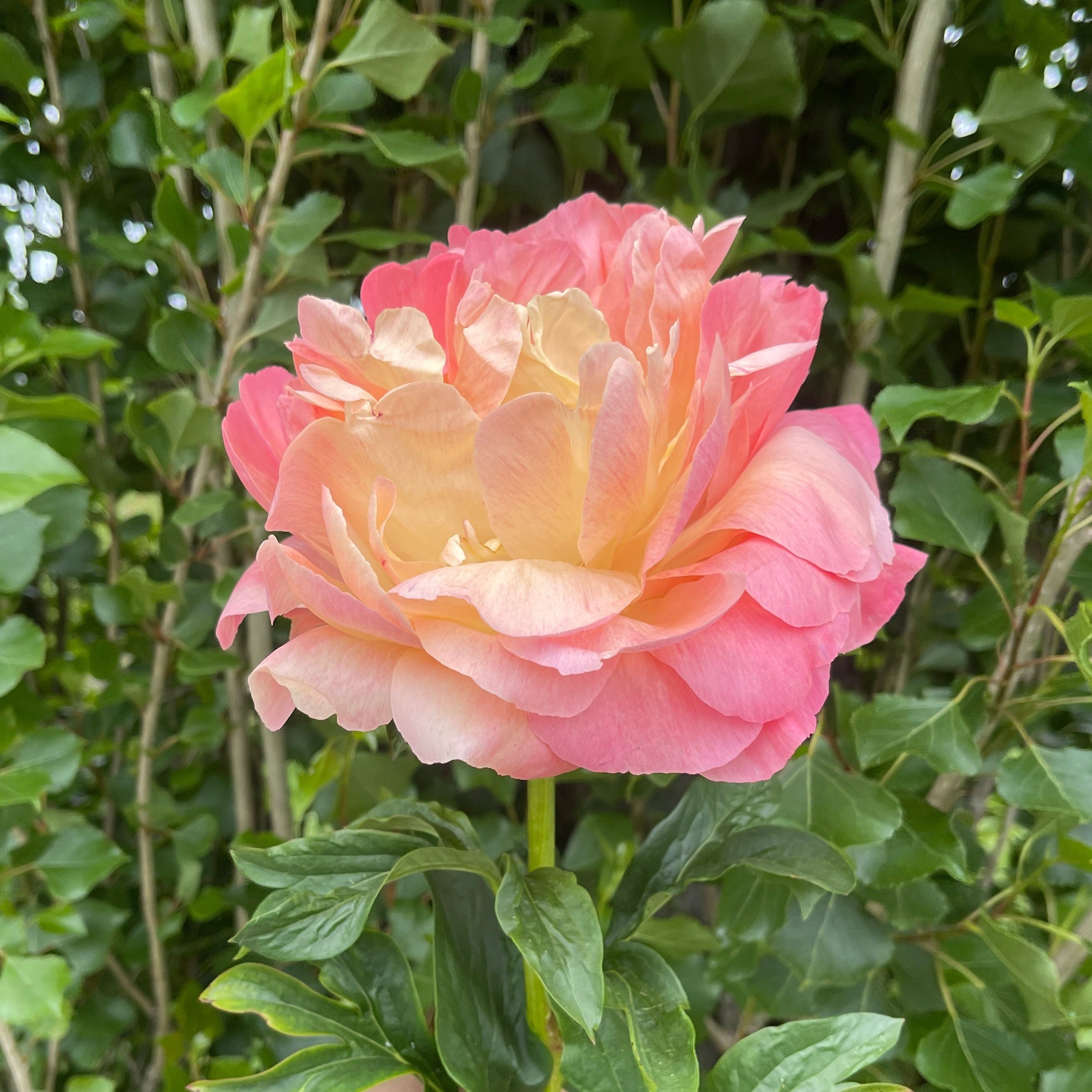 Coral Sunset Peony held by a hand against a green leafy background