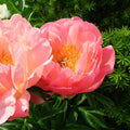 Tuber - Coral Lucky Dip