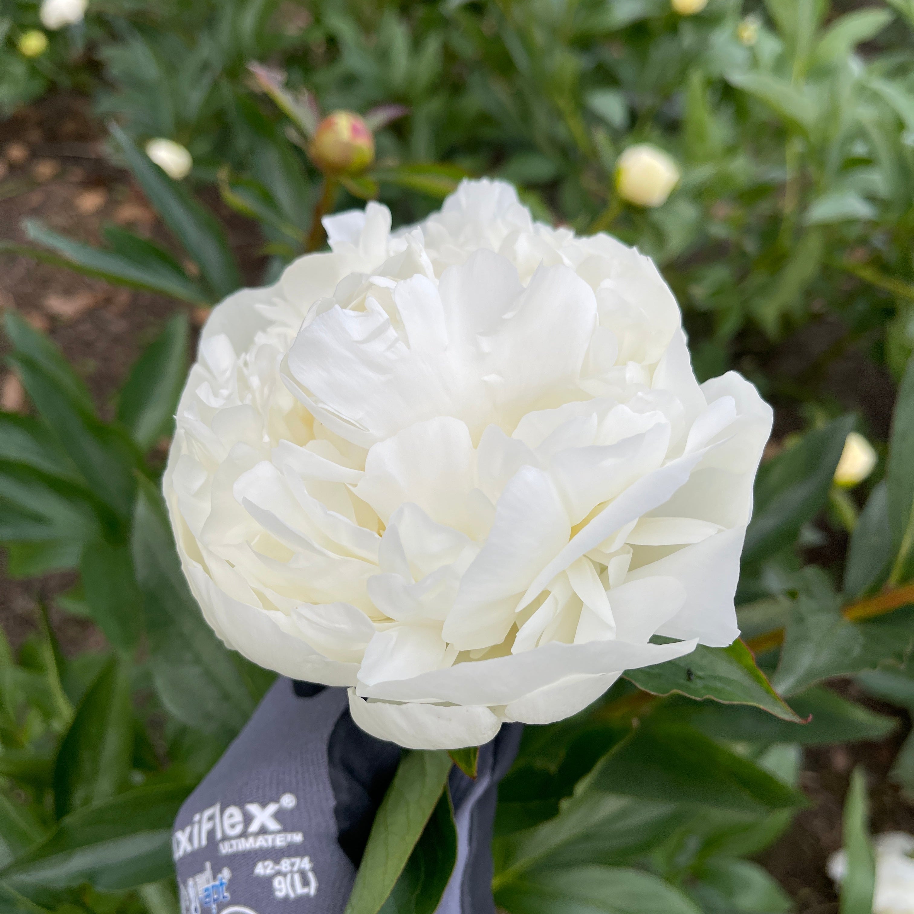 White Duchess de nemours peony flower held by a hand with a glove, surrounded by green foliage.
