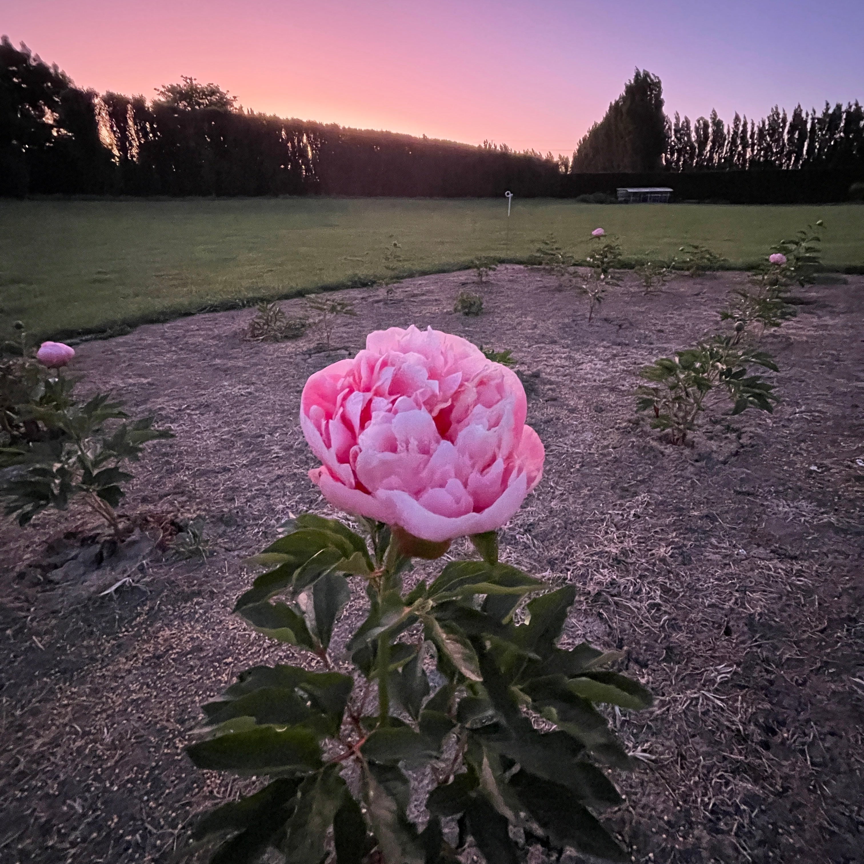 Pink Etched Salmon flower in a natural setting with a blurred background