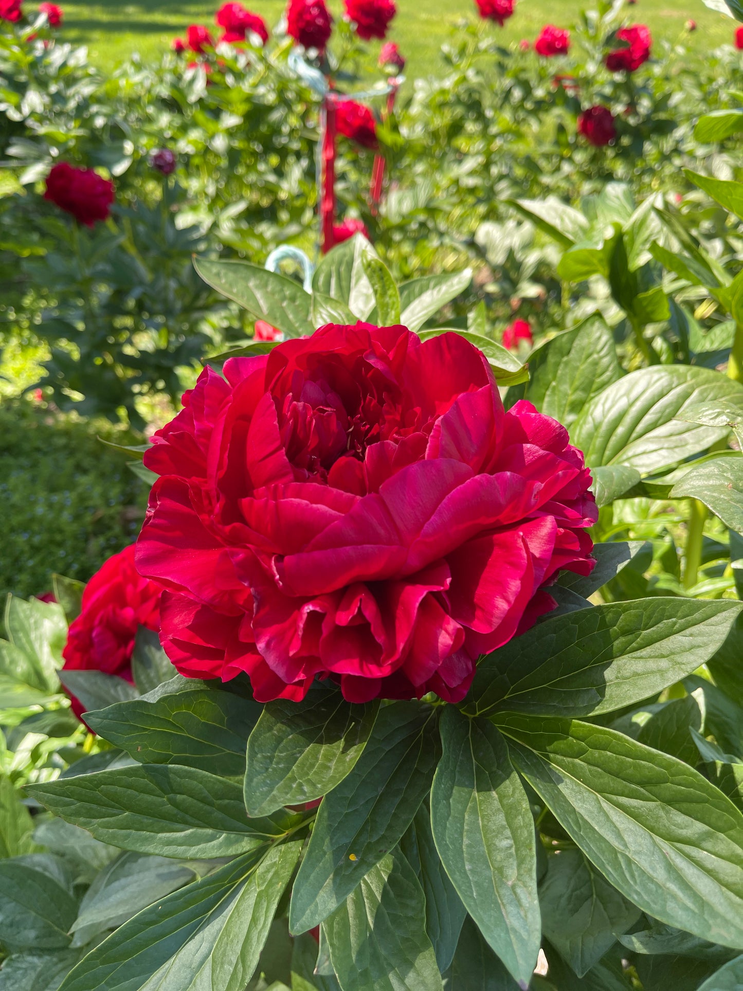 Henry Bockstoce - 'Pick Your Own Peonies' evening (Monday 18th Nov 2024)