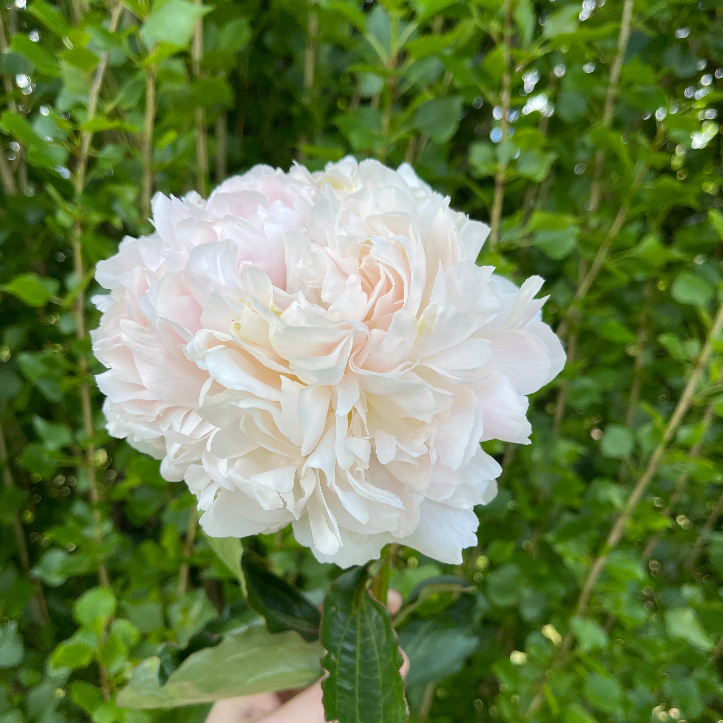 Fairy's Petticoat peony in full bloom