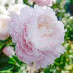 SK_Sarah Bernhardt