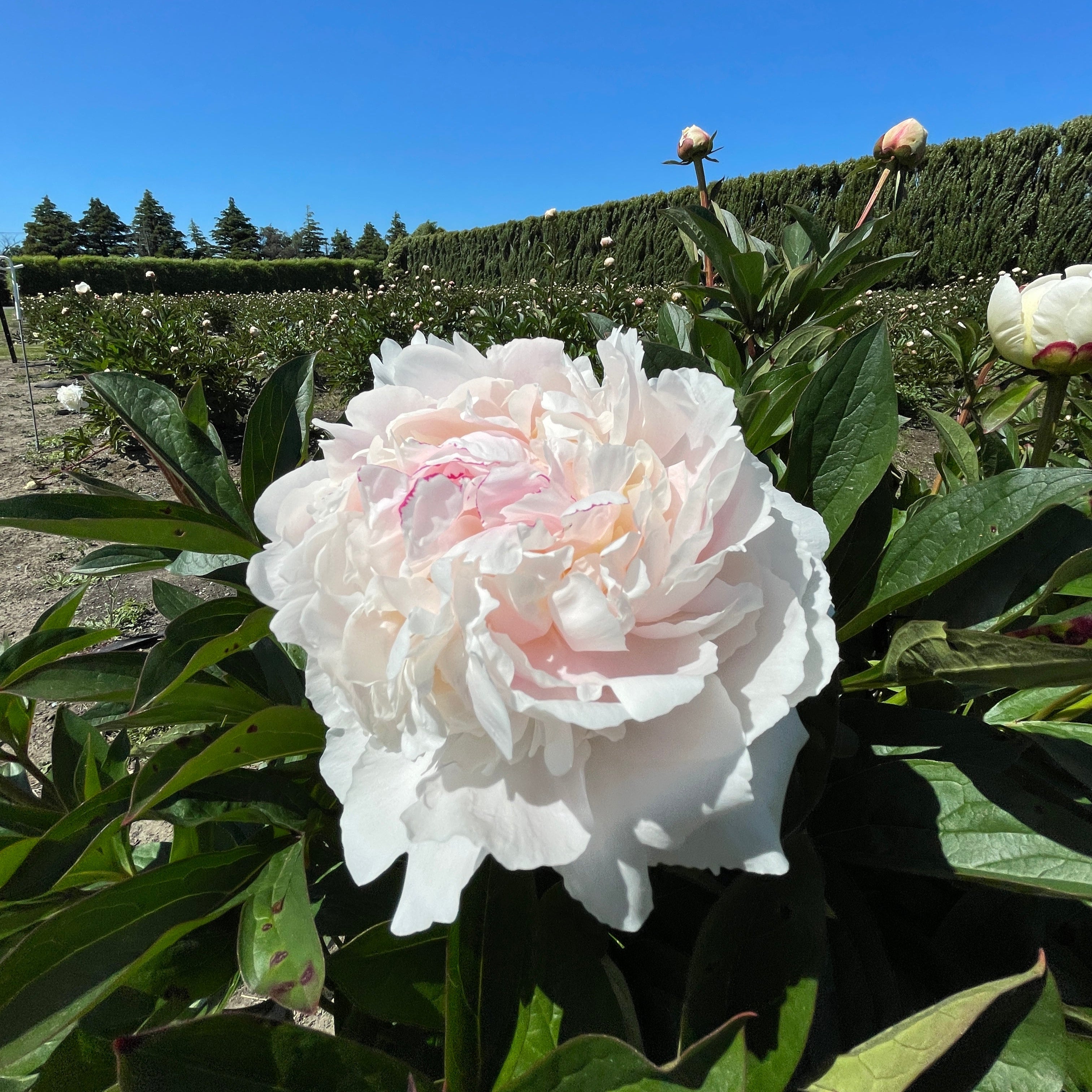 White Festiva Powderpuff peony flower in full bloom with green leaves against a clear blue sky