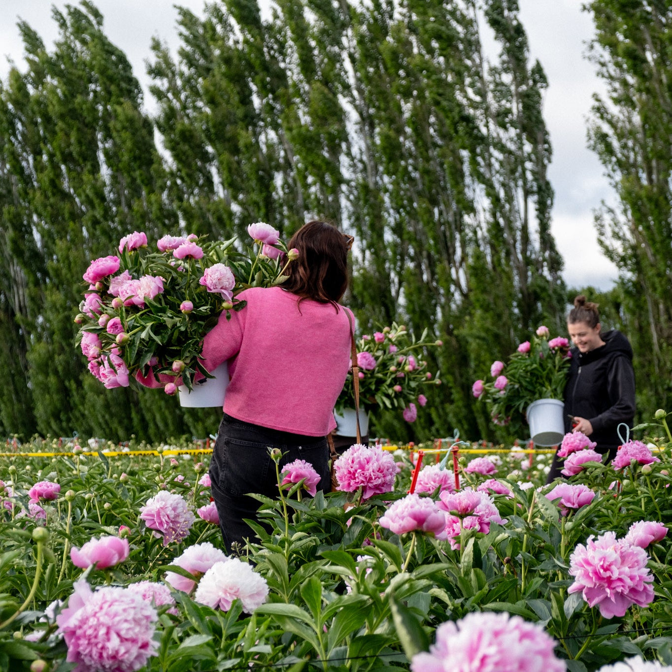 Two people working in a field of pink flowers with trees in the background