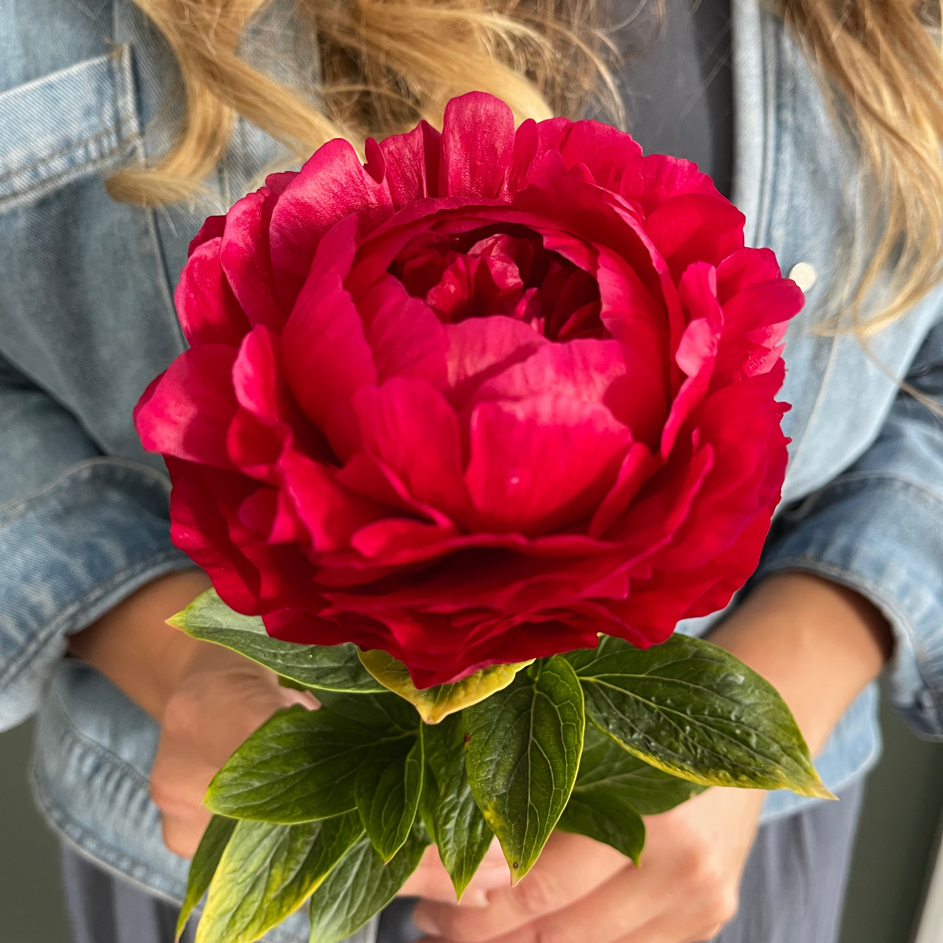 Person holding a red Henry Bockstoce peony flower