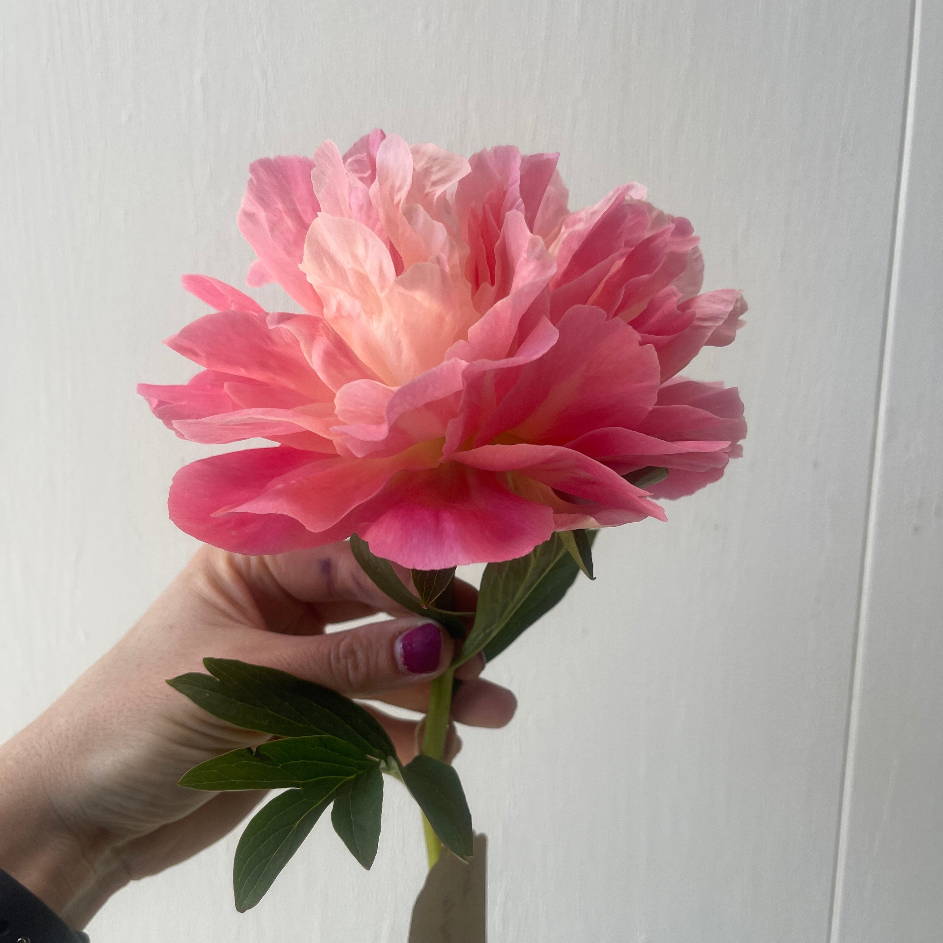 Potted Peony Plants