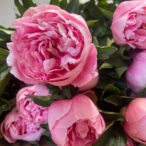 Etched Salmon - 'Pick Your Own Peonies' evening