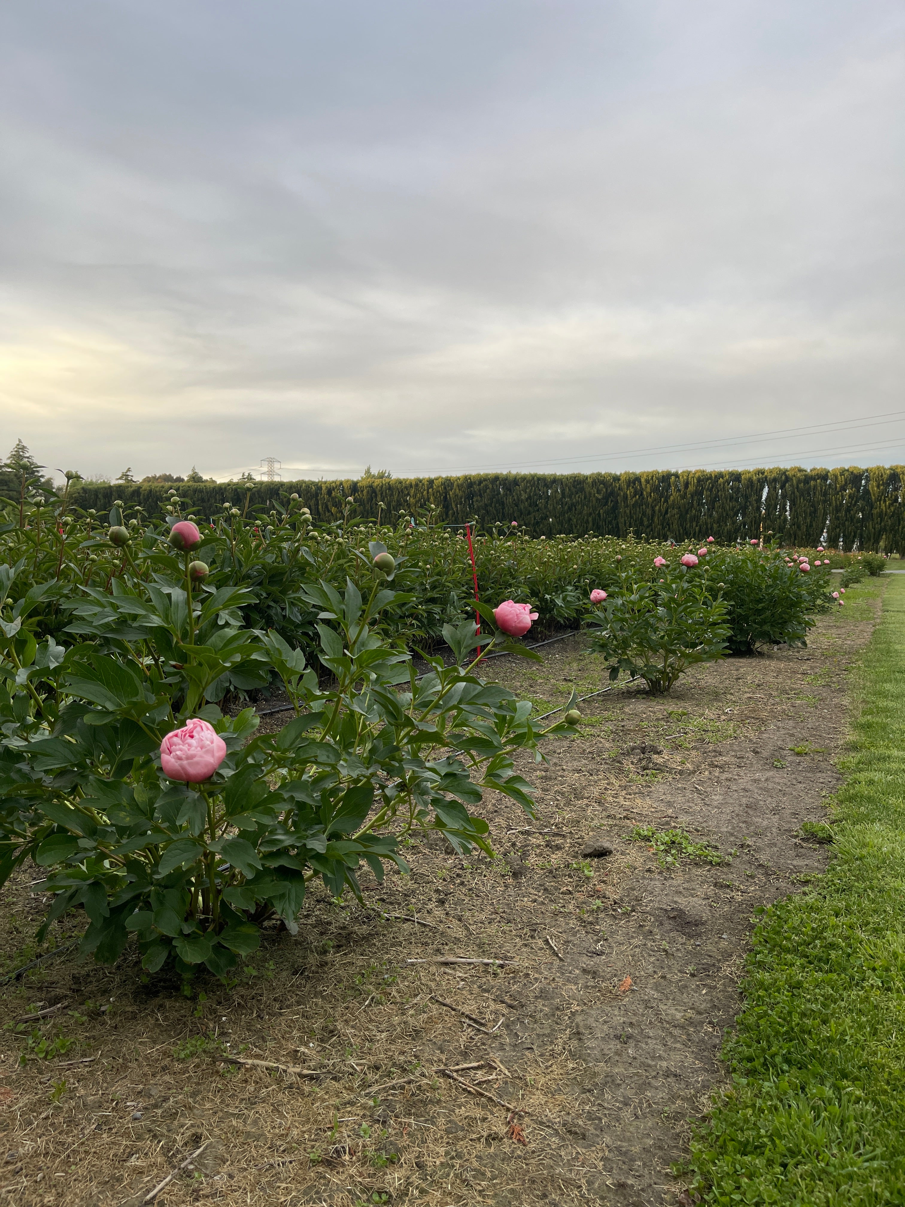 Etched Salmon - 'Pick Your Own Peonies' evening