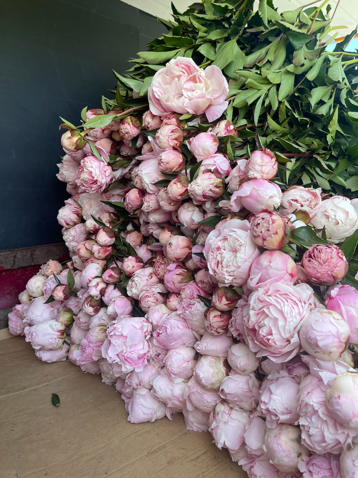Picked stems stacked on the shed floor.