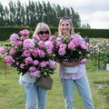 Mother’s Day "Dig Your Own" Peony Experience