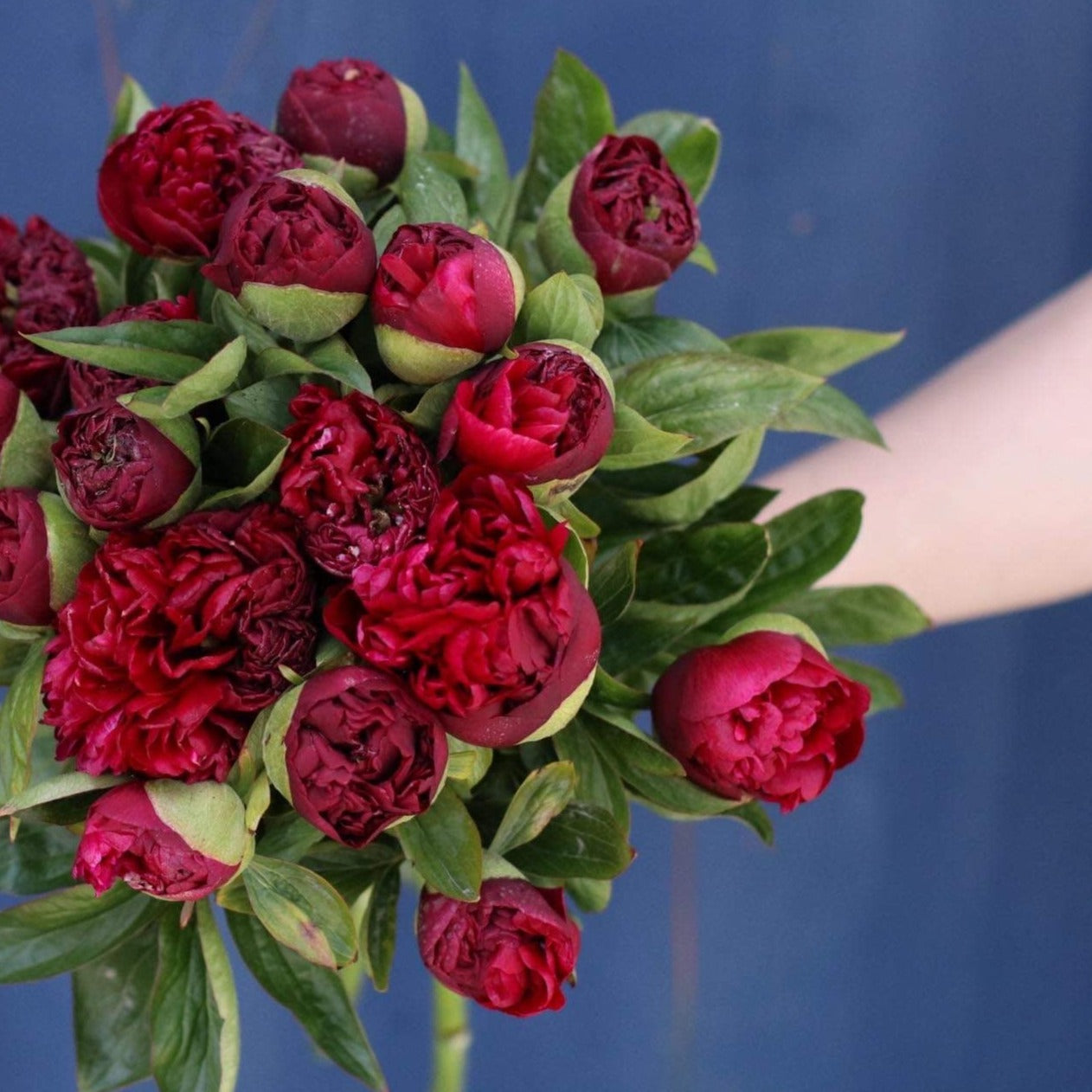 Peony Tubers