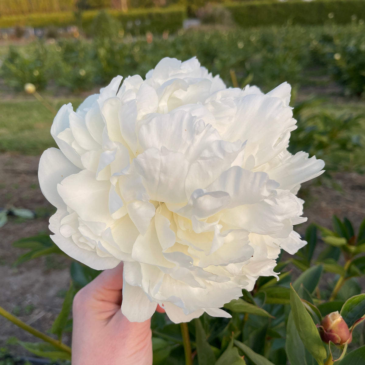 A large white peony held open in front of the rows.